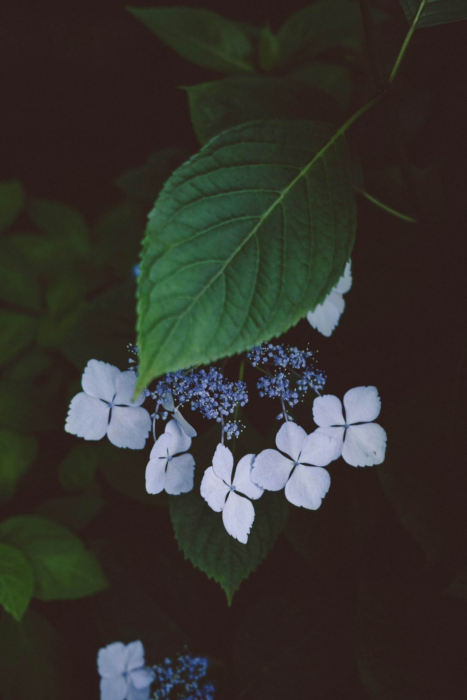 Nahaufnahme einer Pflanze mit blauen und weißen Blumen
