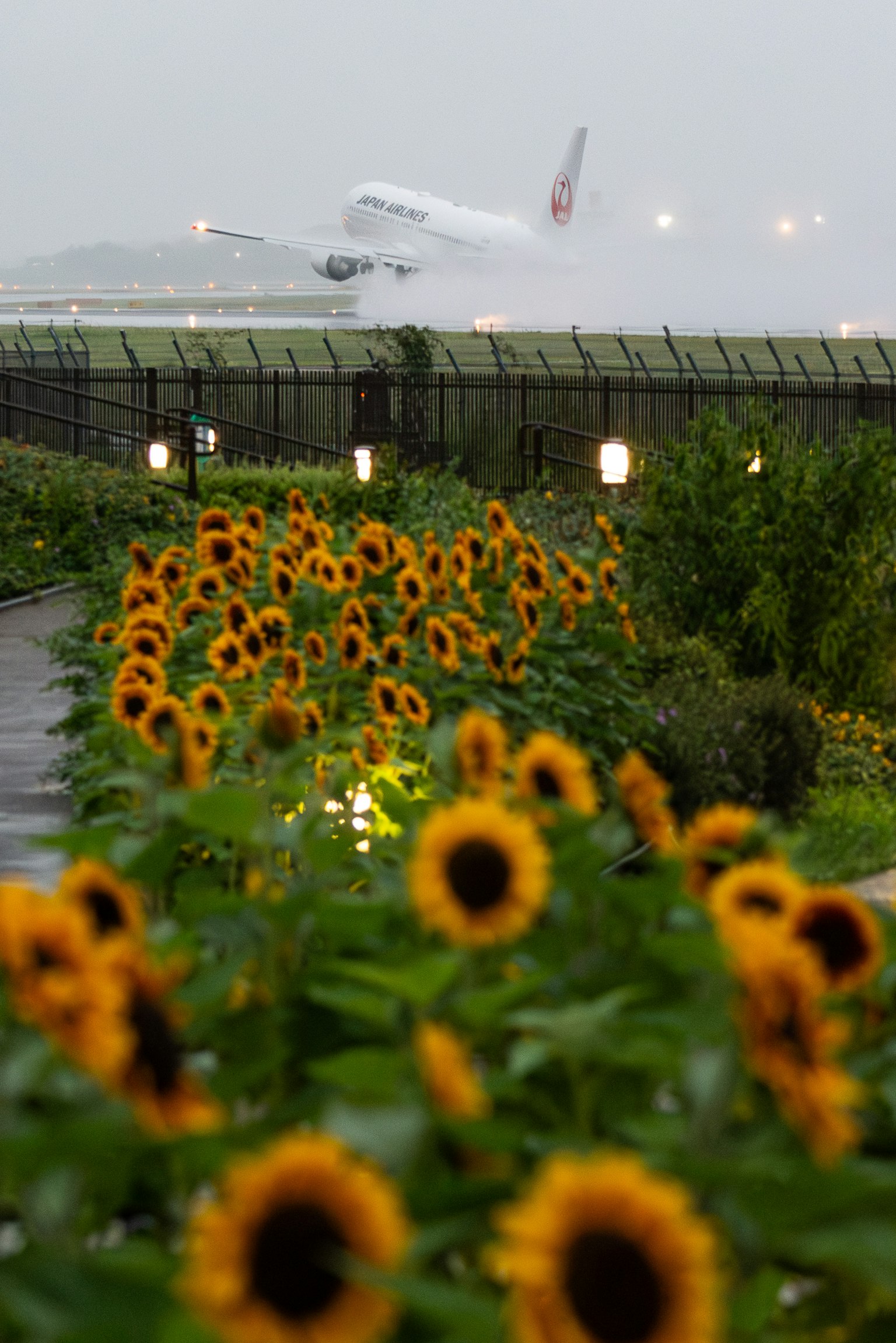 Girasoli in fiore vicino a un aeroporto con un aereo in decollo