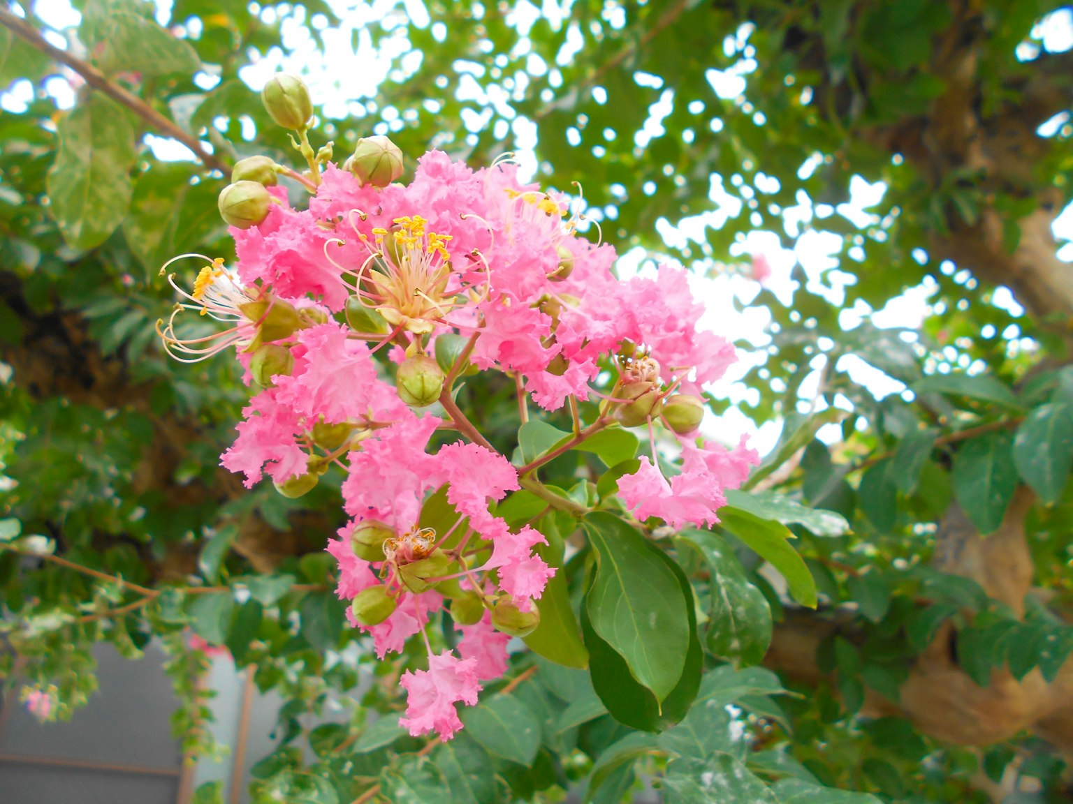 Primo piano di fiori rosa che sbocciano su un ramo di albero