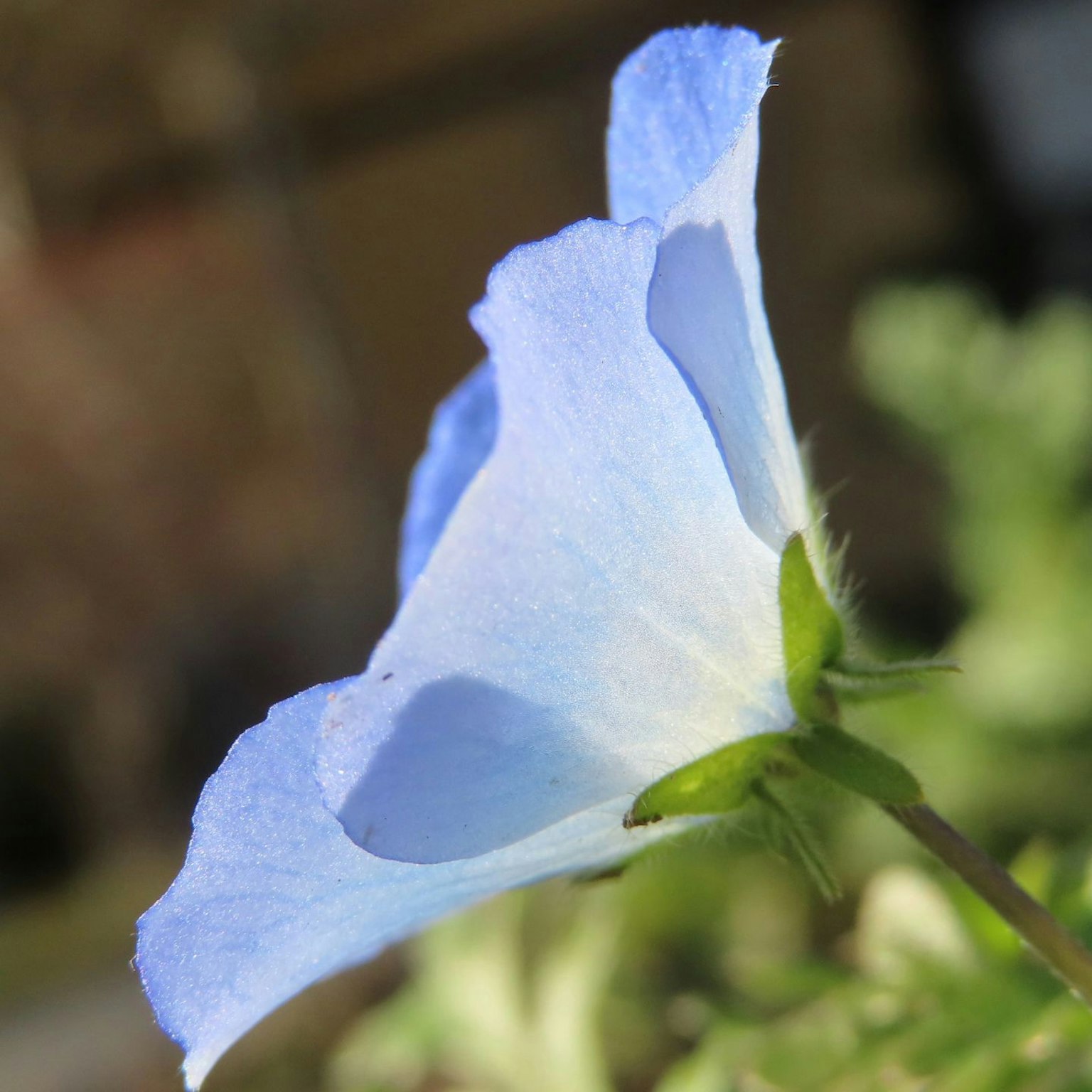 Close-up of a blue flower side view natural background