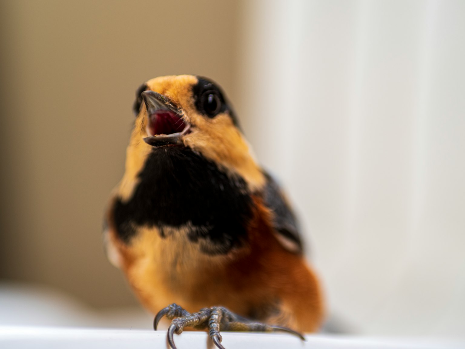 Nahaufnahme eines singenden Vogels mit auffälligem Kontrast zwischen schwarzen und orangefarbenen Federn