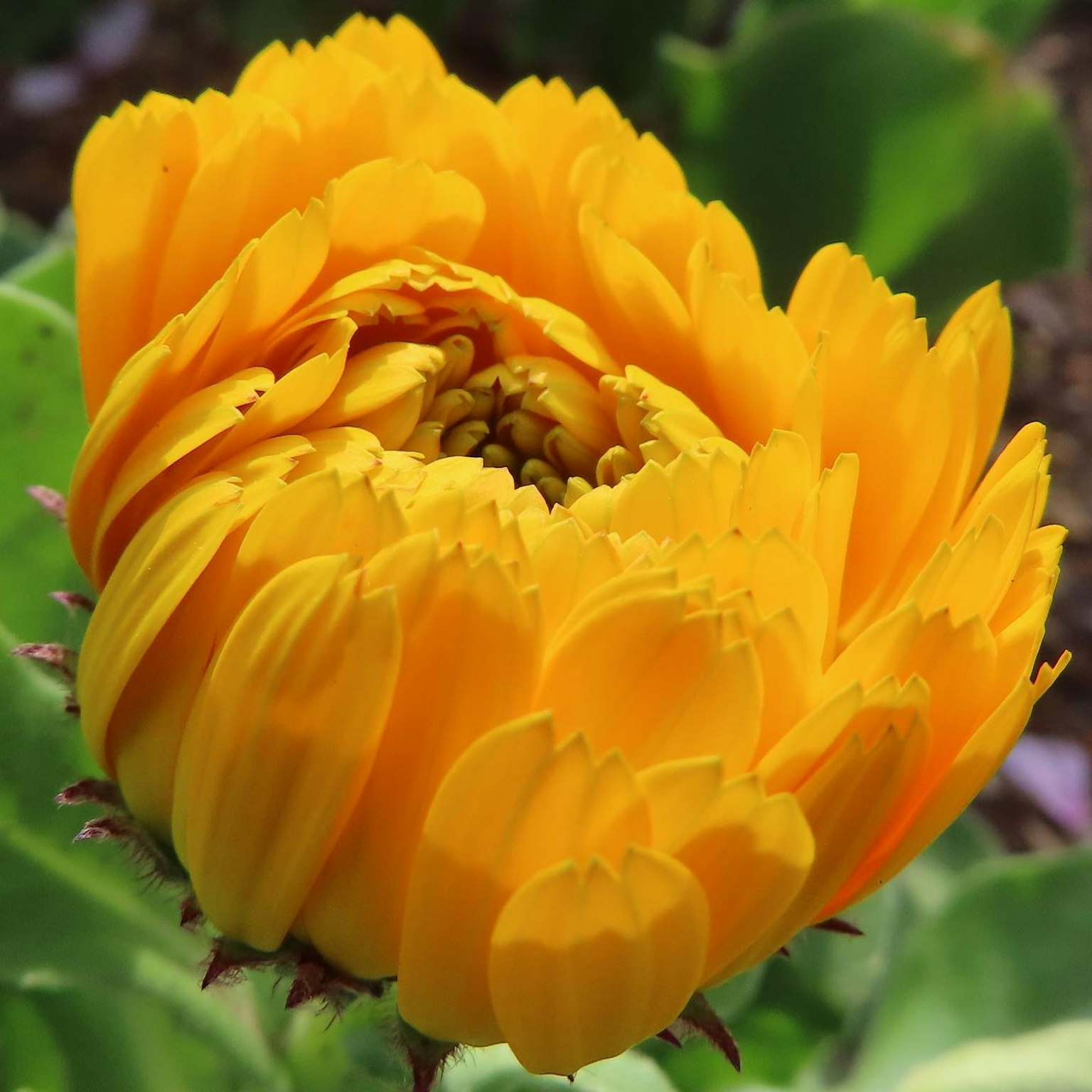 Lebendige gelbe Blüte in voller Blüte