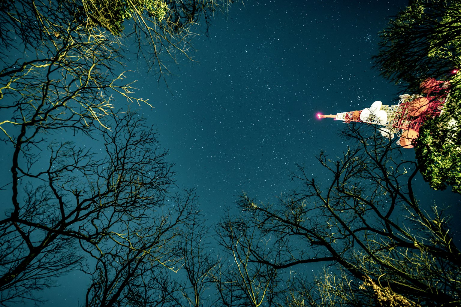 Gambar dari sudut rendah melihat ke langit malam yang dipenuhi bintang dan pohon siluet