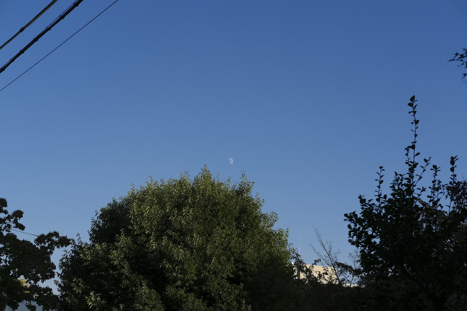 Bulan di langit biru dengan siluet pohon hijau