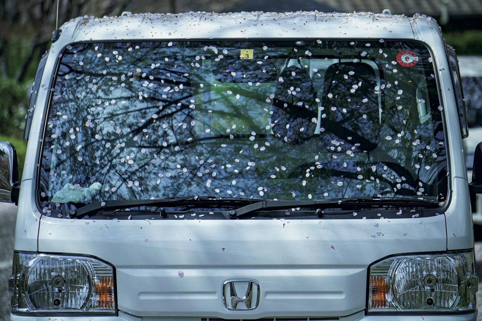Honda van with cherry blossom petals scattered on the windshield