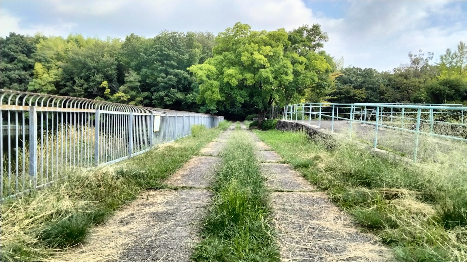 Bewachsener Weg mit Gras und Zäunen grüne Bäume im Hintergrund
