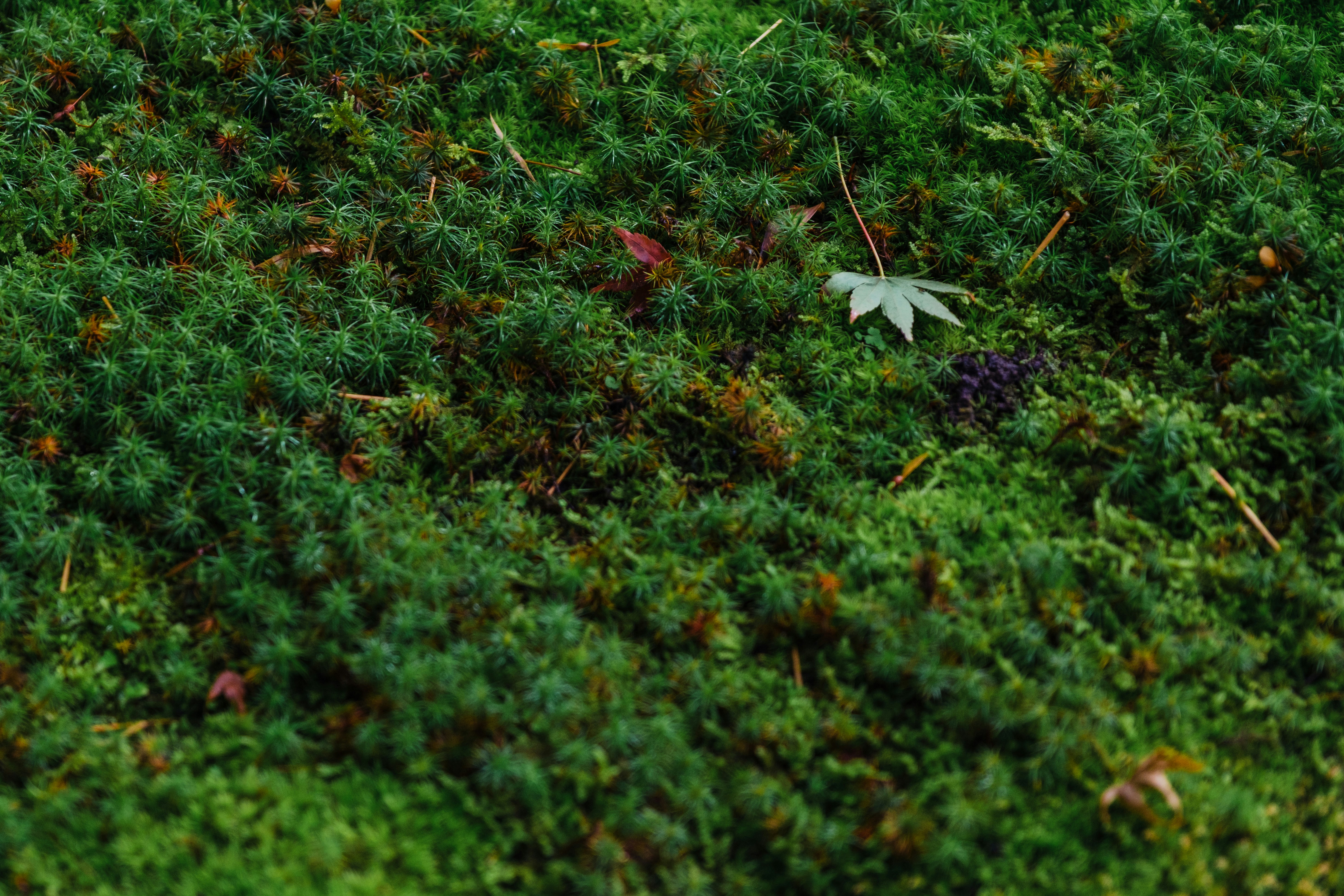 苔むした地面に落ち葉が散る自然の景色