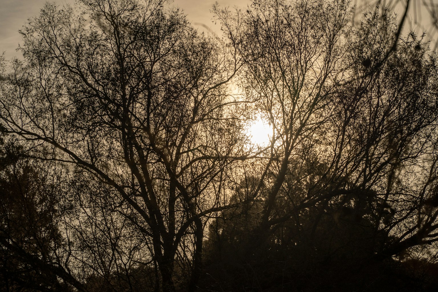 Arbres en silhouette contre un ciel brumeux avec le soleil