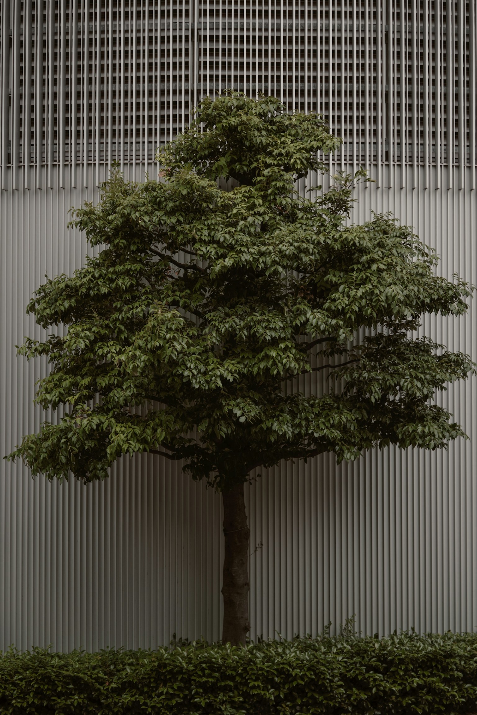 A green leafy tree against a striped background