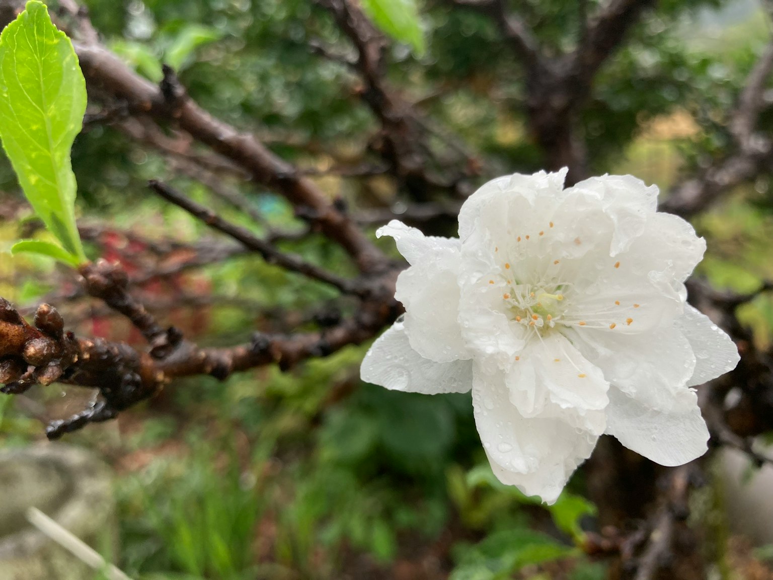 雨後濕潤樹枝上的白花