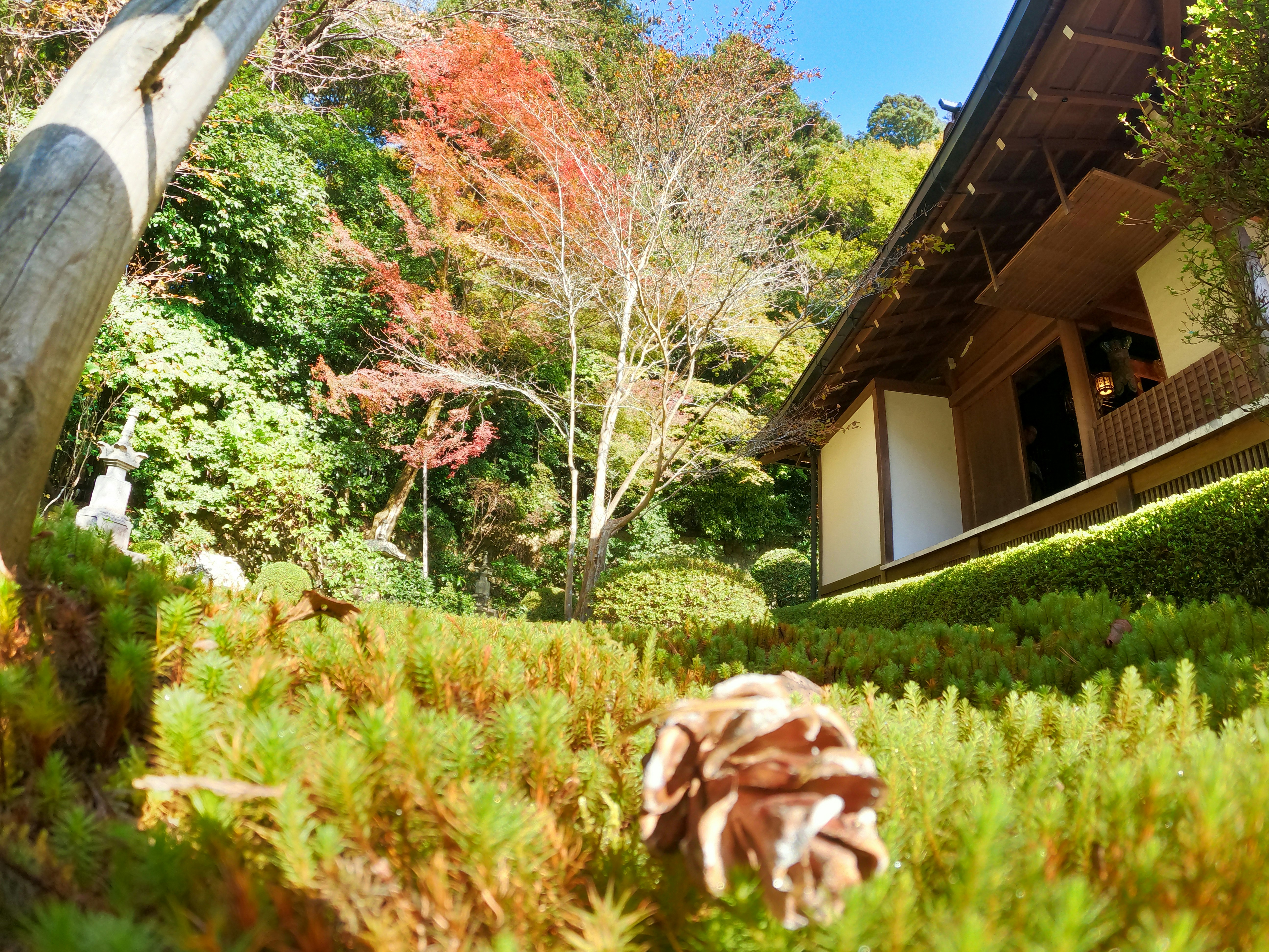 Japanese garden scene in Kyoto Ohara with moss and autumn foliage