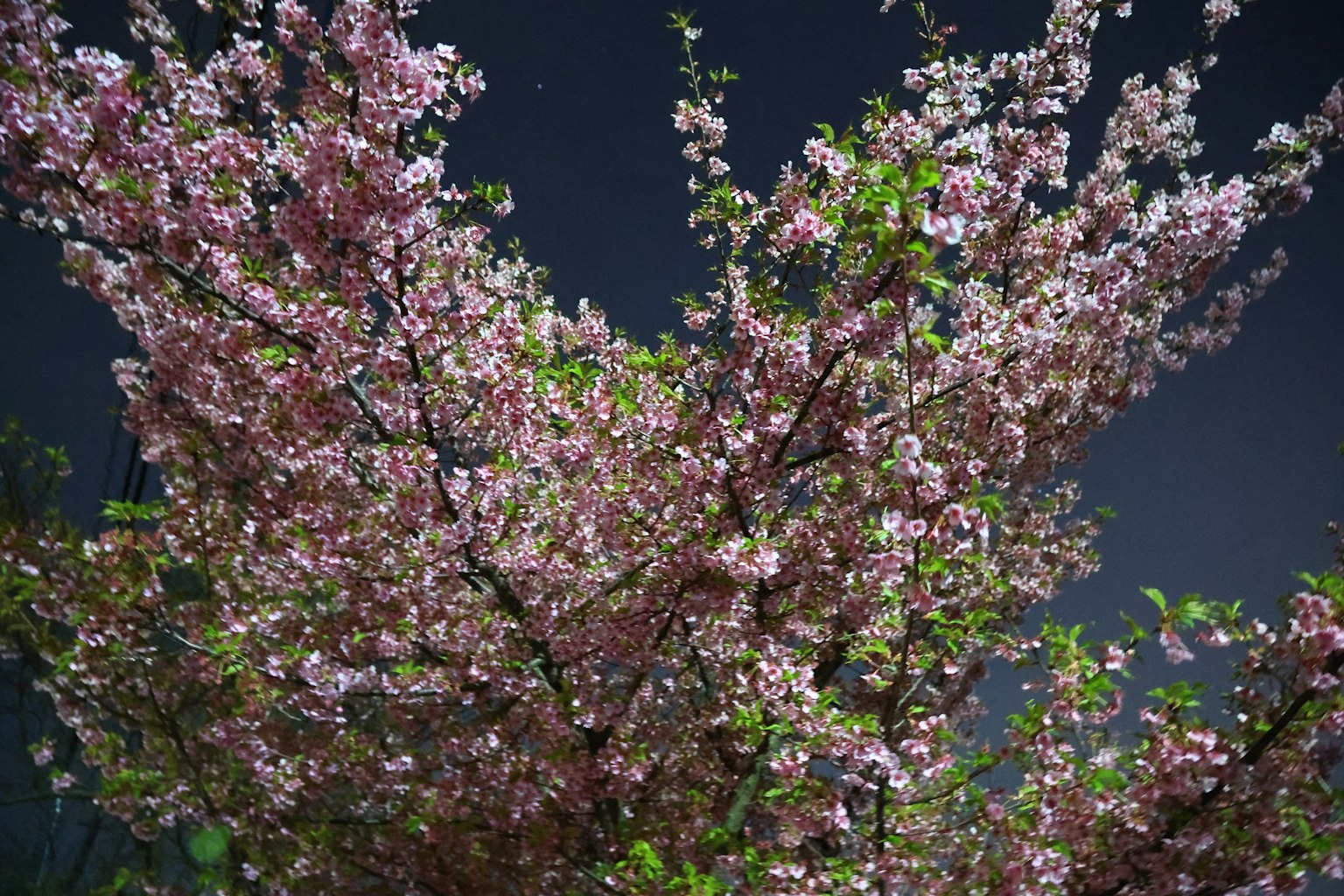 Branches vibrantes de cerisiers sous un ciel nocturne