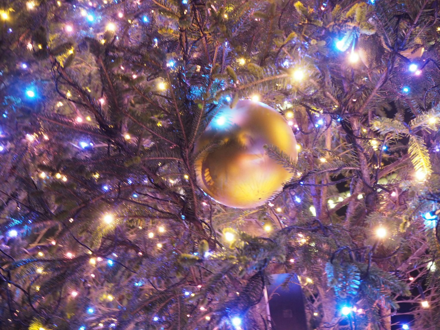 Vật trang trí vàng trên cây thông Noel với đèn nhiều màu