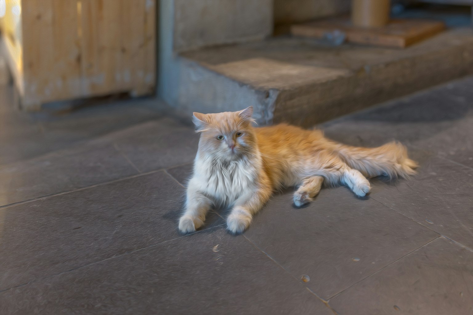 Un gatto arancione peloso sdraiato su un pavimento scuro in un ambiente accogliente