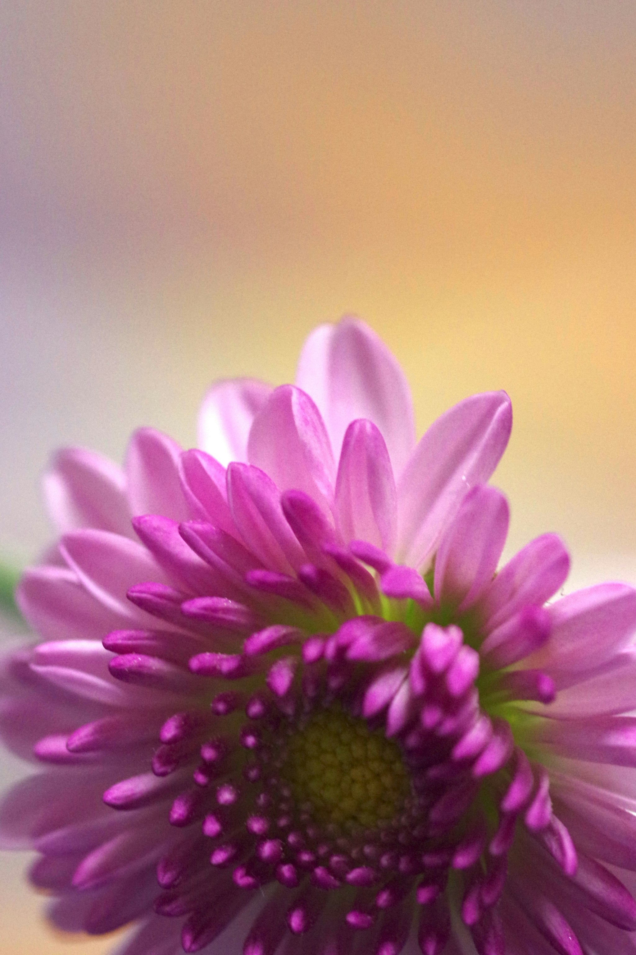 ピンクのガーベラの花のクローズアップ
