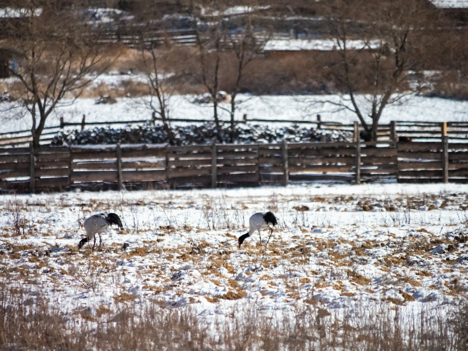 Zwei Tiere grasen im Schnee mit einem Holzzaun im Hintergrund