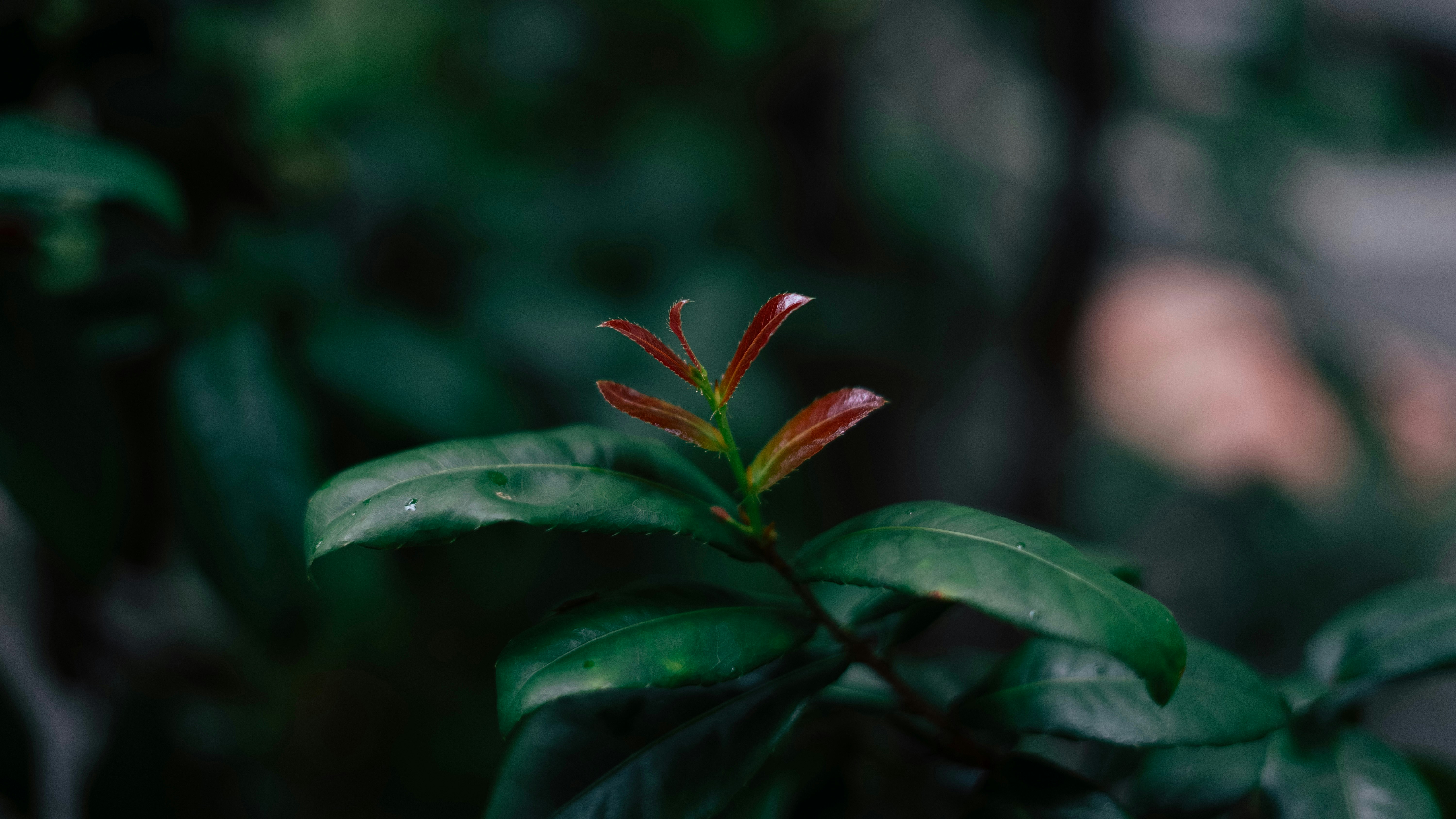 鉢植えのオチナサラタの葉と花芽のクローズアップ