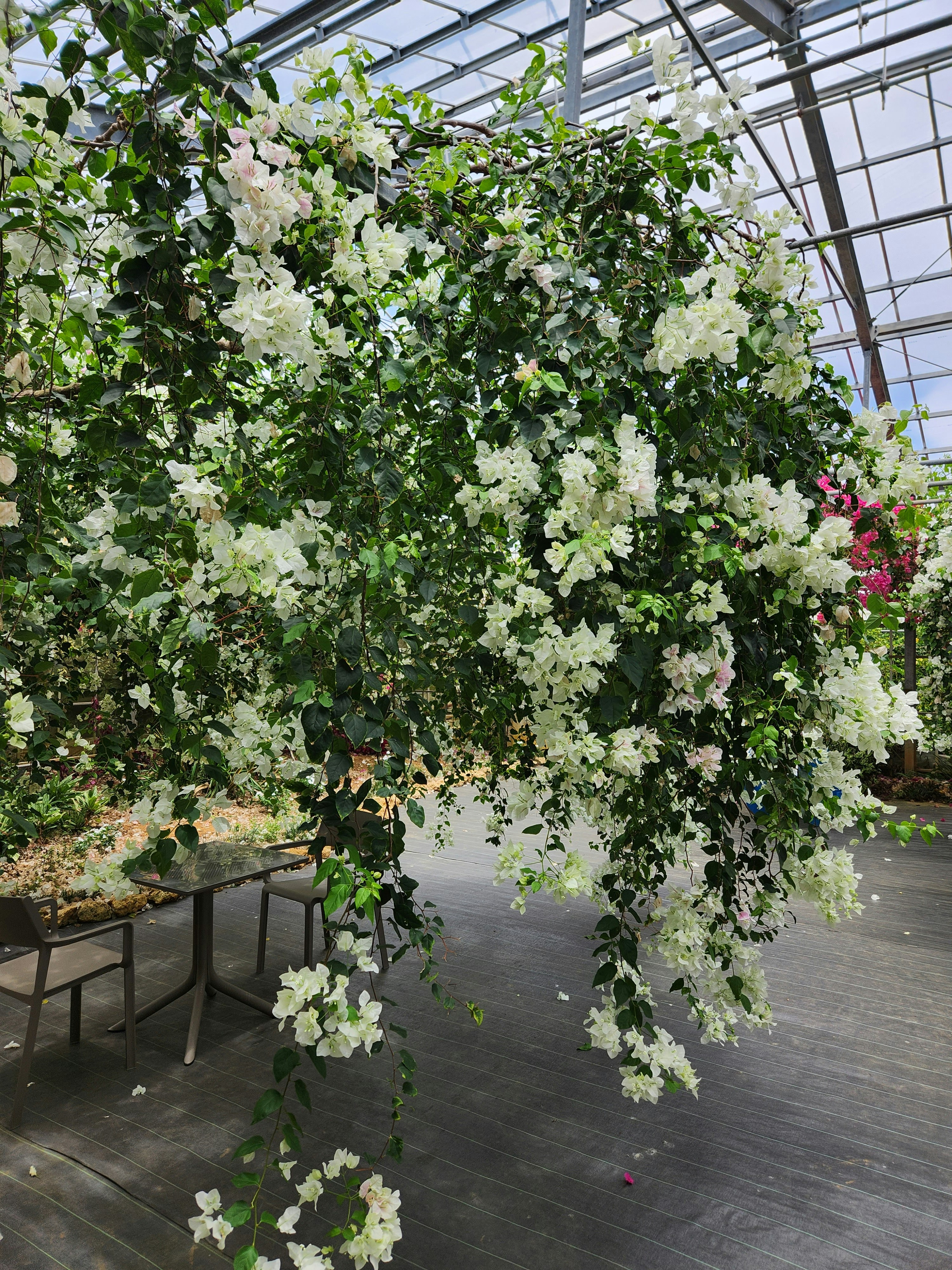 arco di fiori bianchi sotto un tetto in vetro di serra