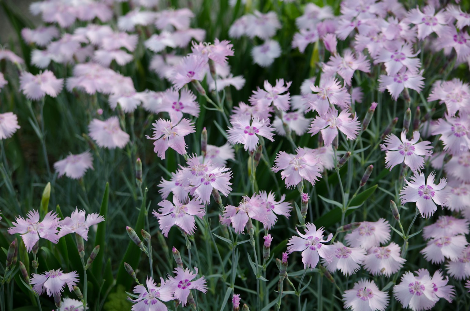 Una scena di giardino con gruppi di fiori viola chiaro