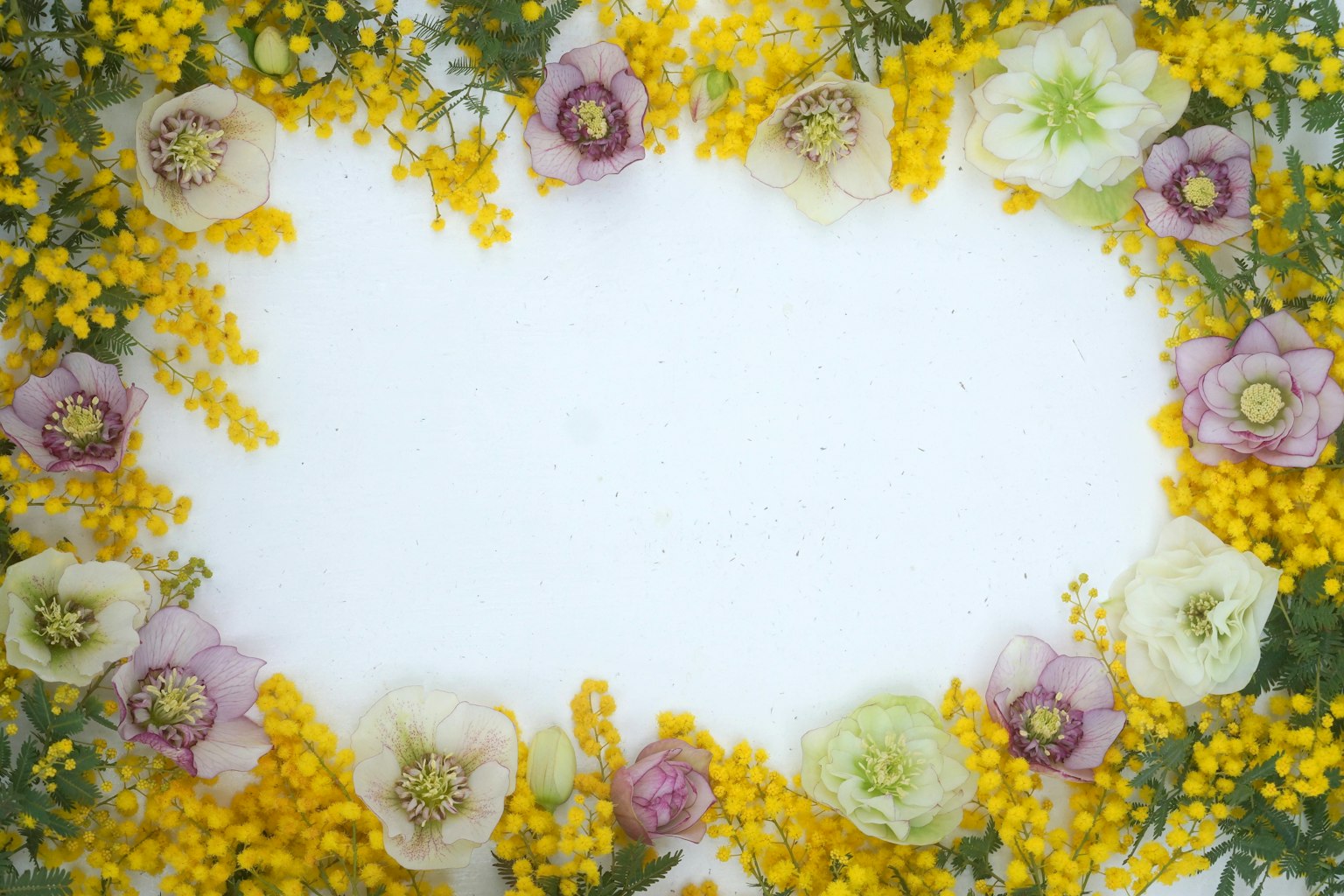 黃色的含羞草和紫色花朵環繞白色背景