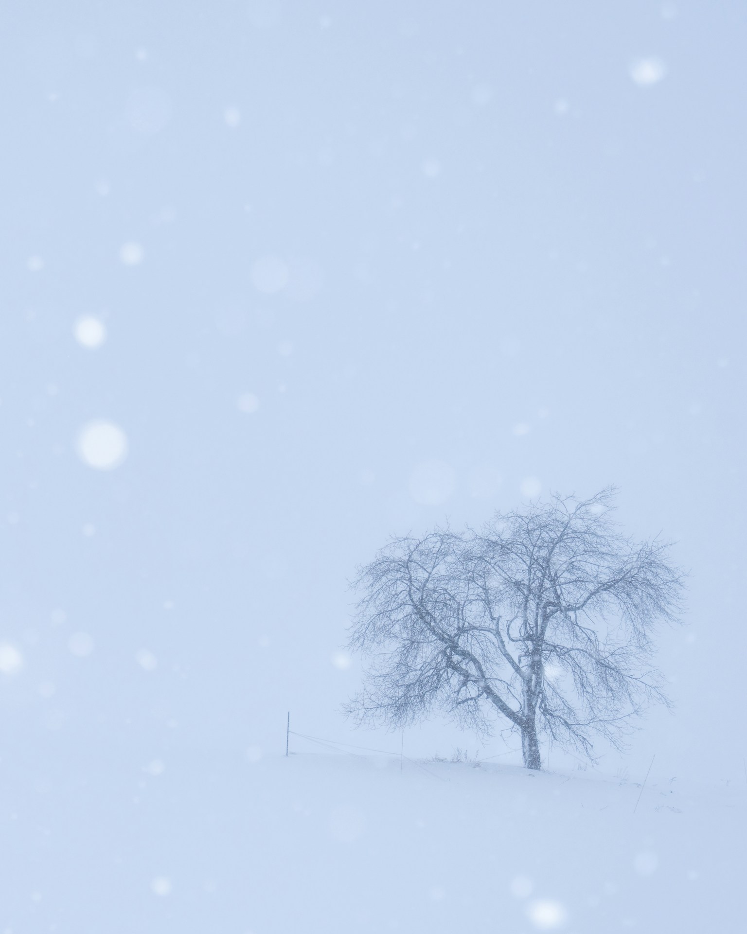 Silhouette di un albero solitario nella neve con uno sfondo blu sereno