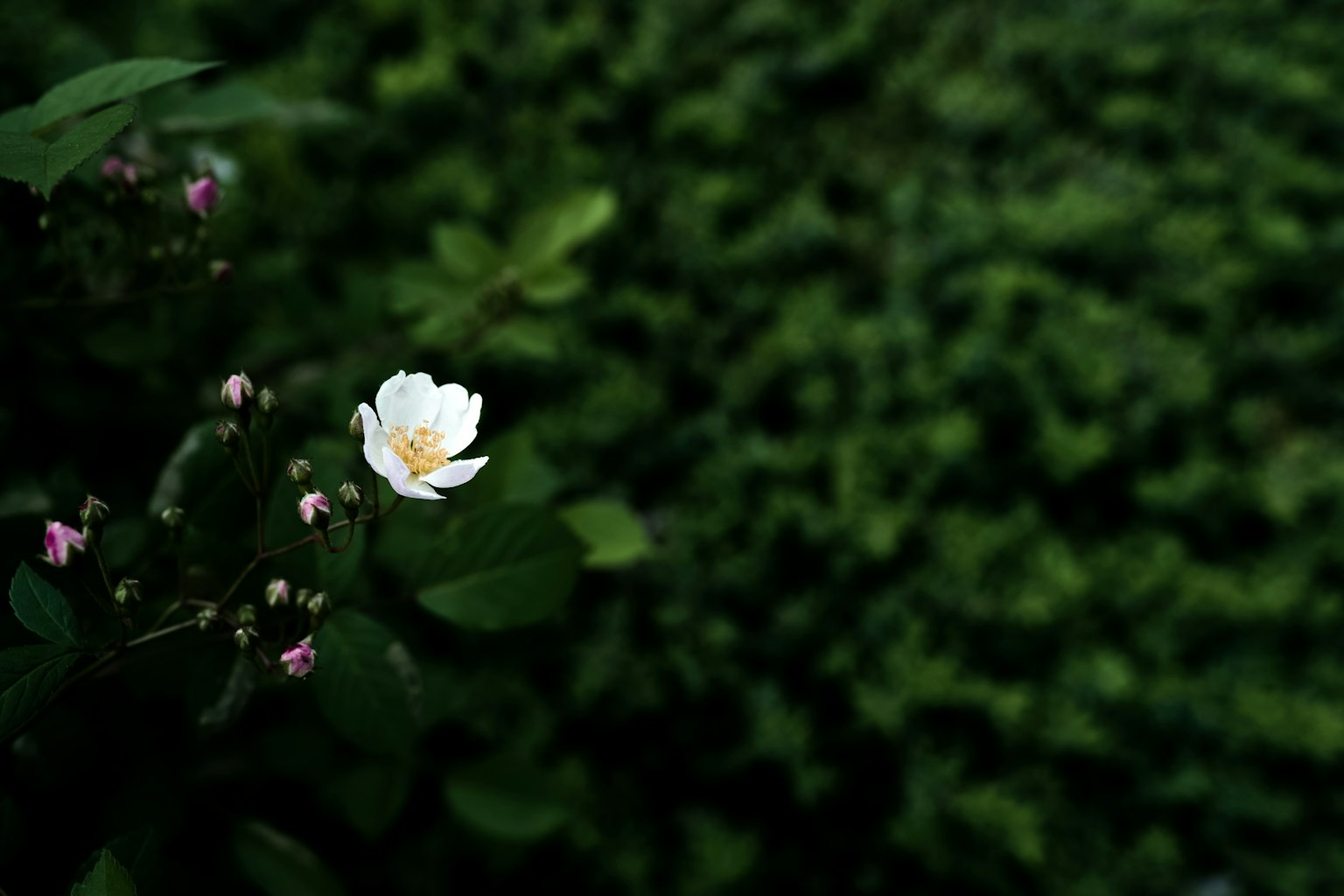 Une fleur blanche avec des boutons roses sur un fond vert