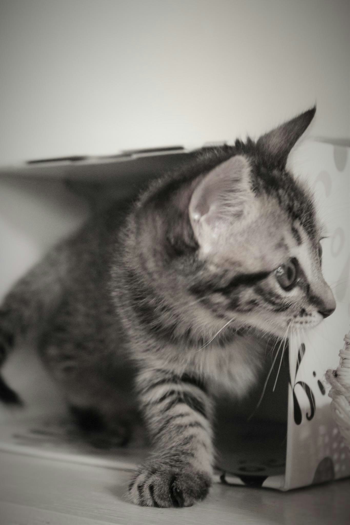 猫蜷缩在杯子旁边
