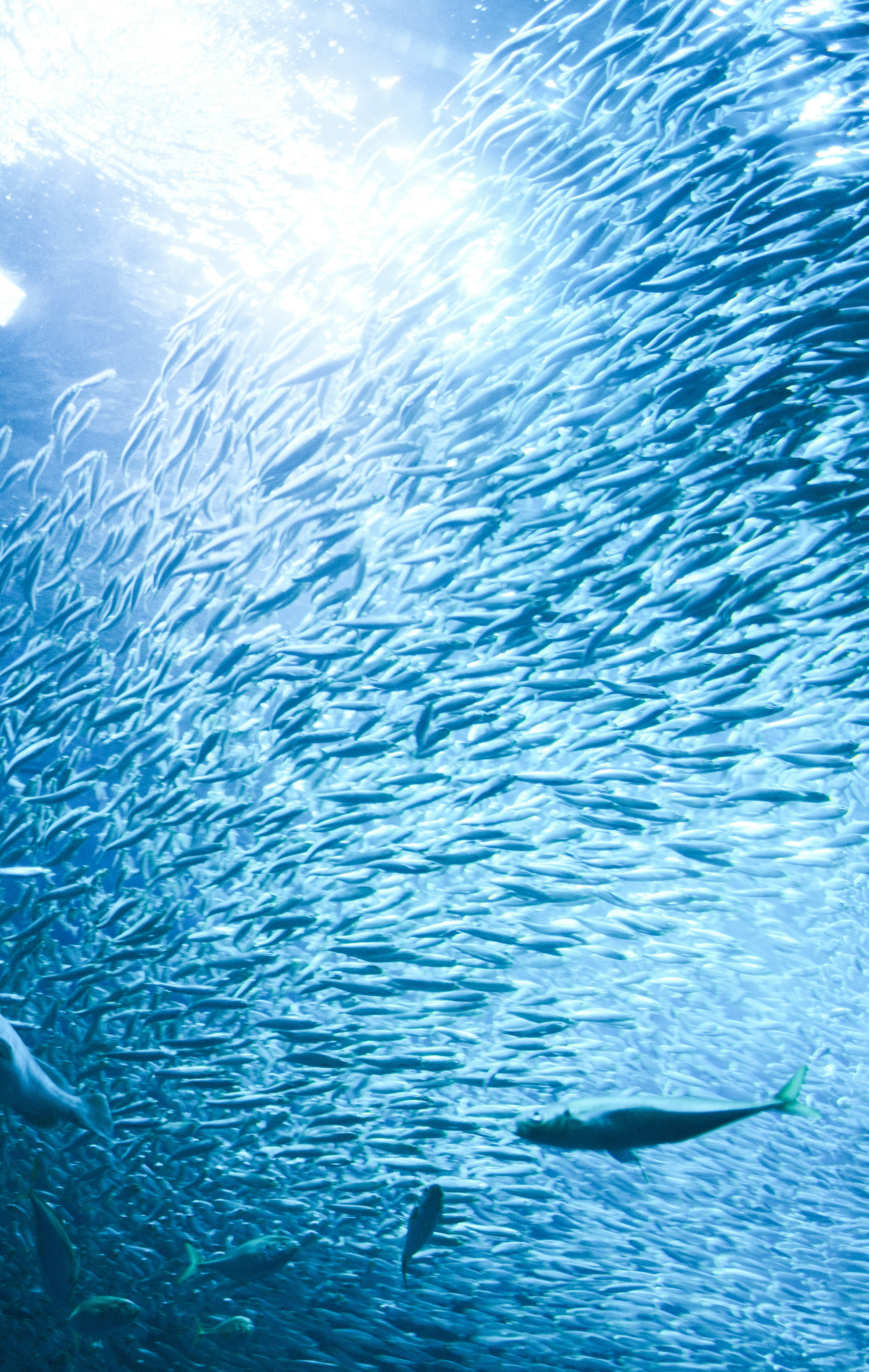大洗水族館の青い水中で泳ぐ魚の群れ
