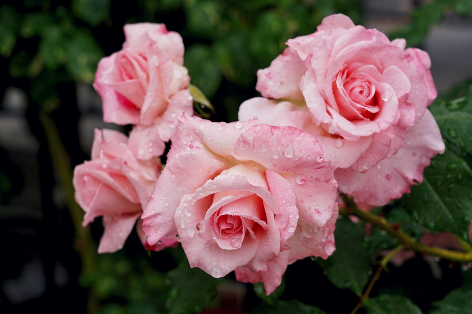 Rangkaian mawar pink dengan tetesan air