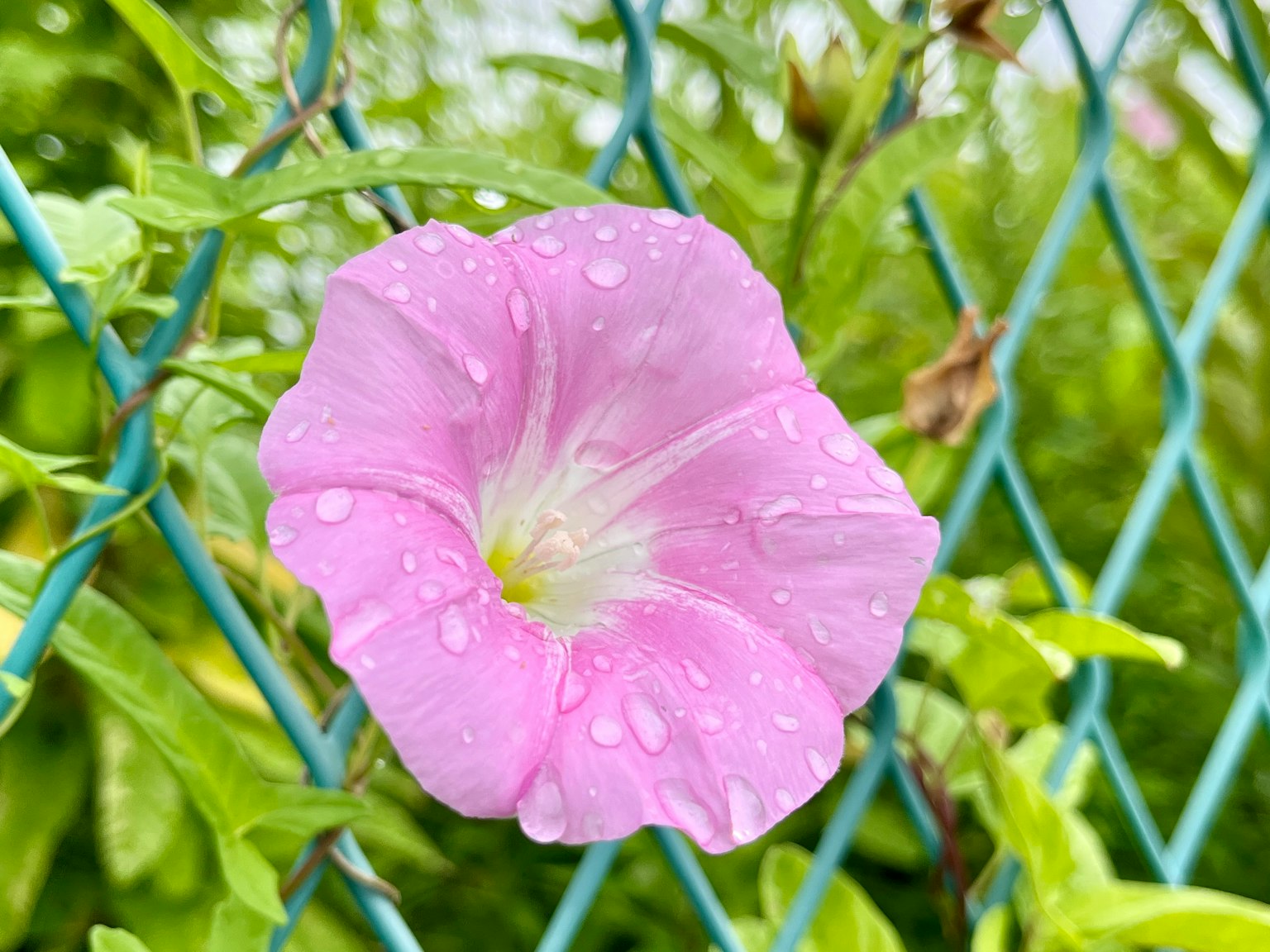 Fleur rose avec des gouttes d'eau sur une clôture bleue