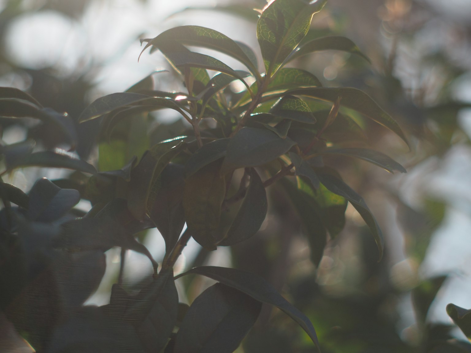 Fuzzy light filtering through green leaves and fruit
