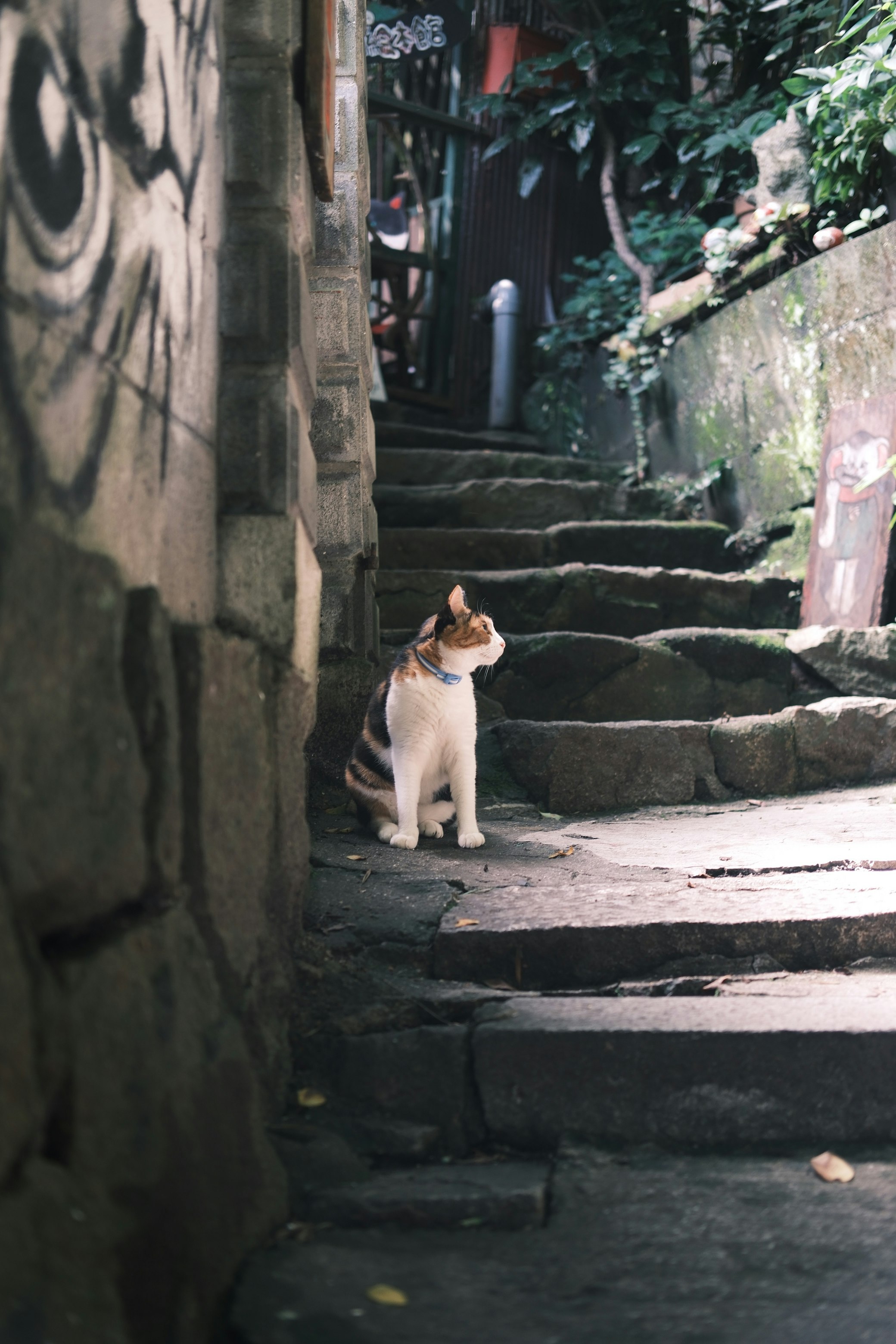 路地の石段に座る猫の視線