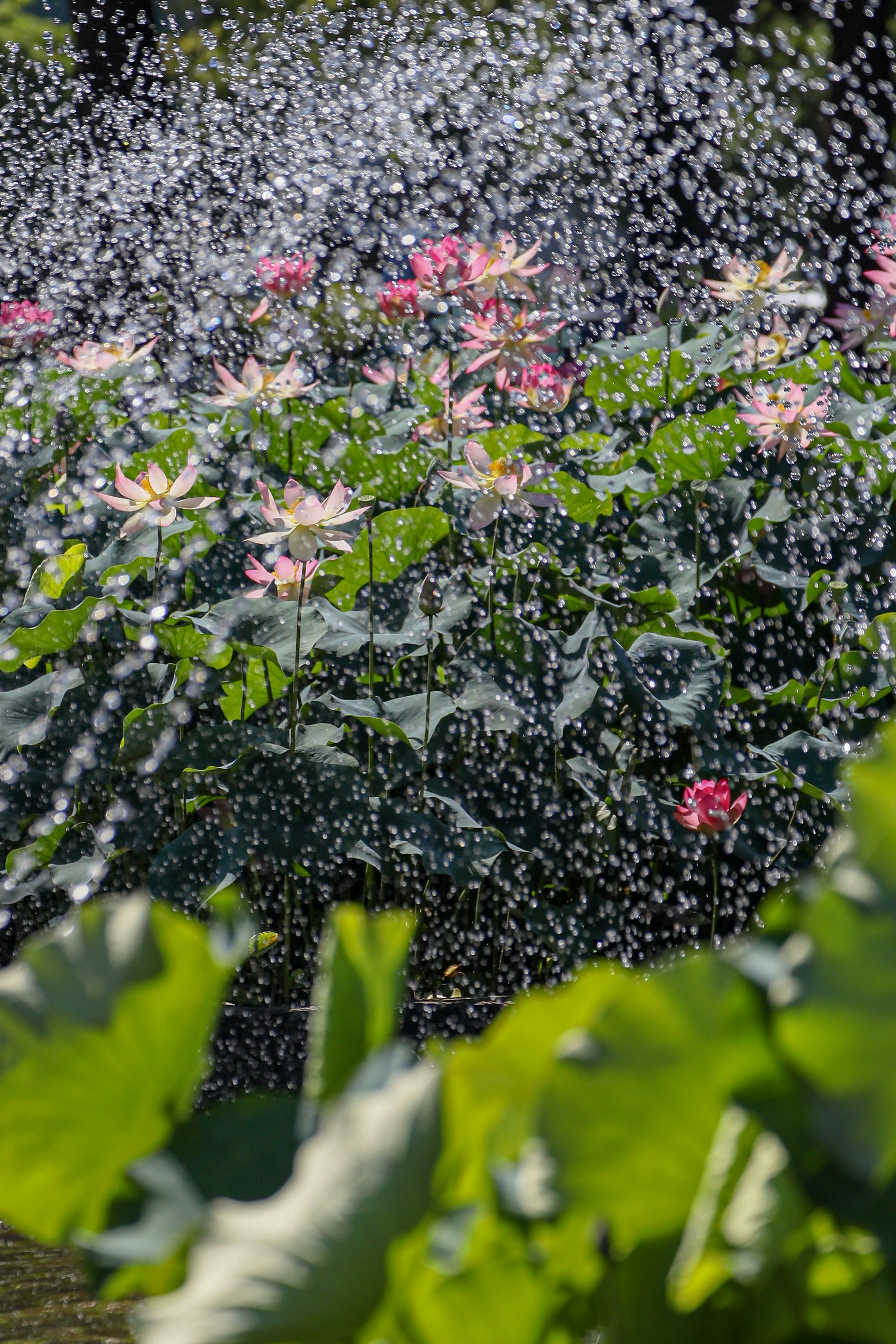 ハスの花と噴水のある庭で降る水しぶき
