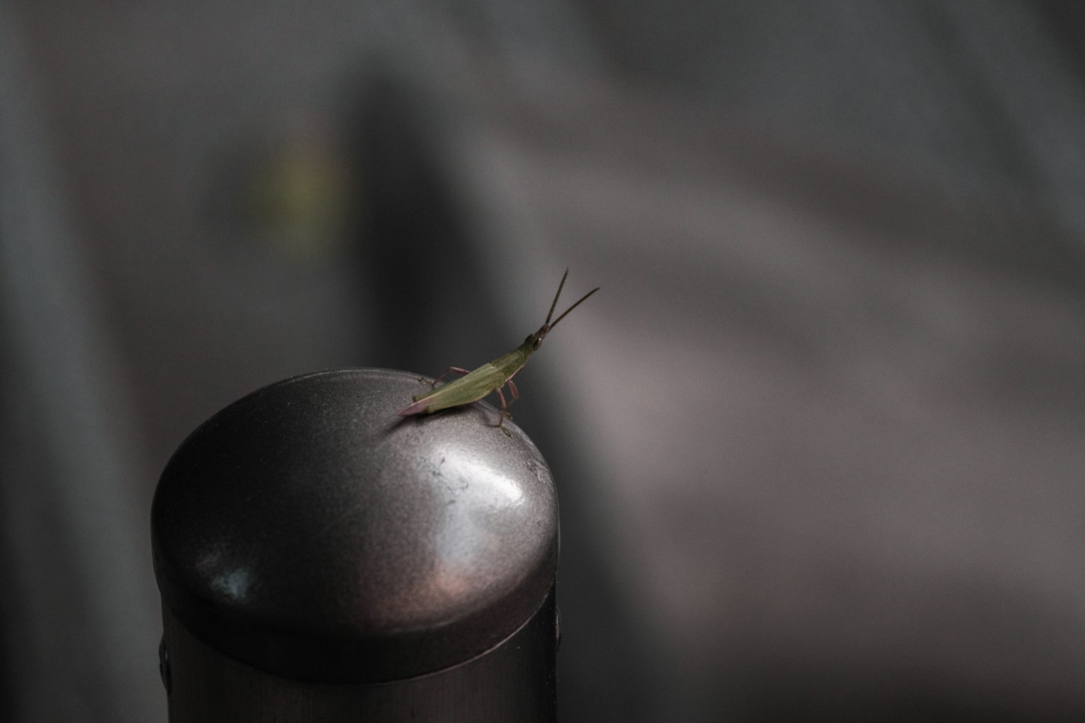 Un pequeño insecto posado en la parte superior de un poste metálico