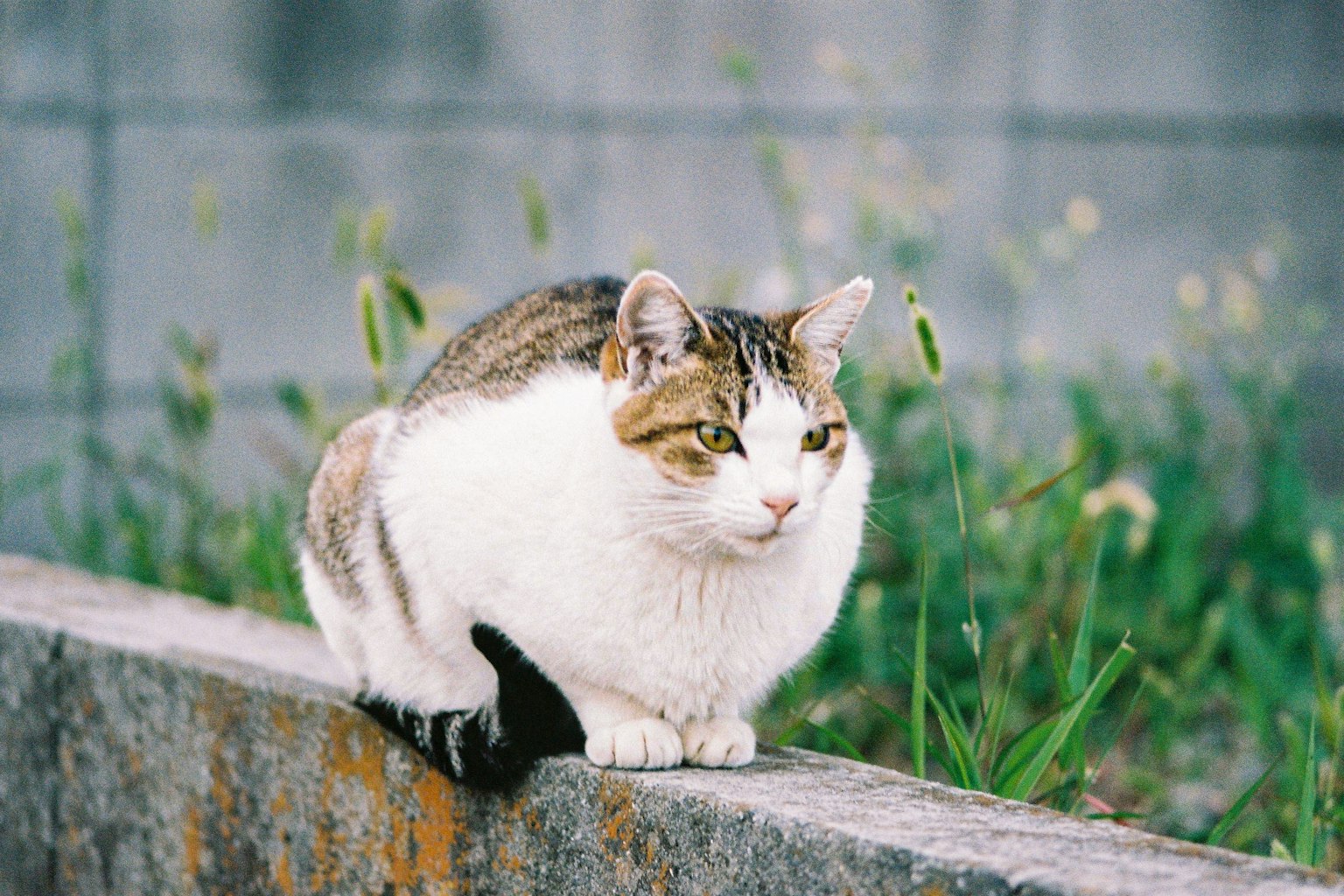 Un chat blanc et marron assis sur un mur entouré d'herbe