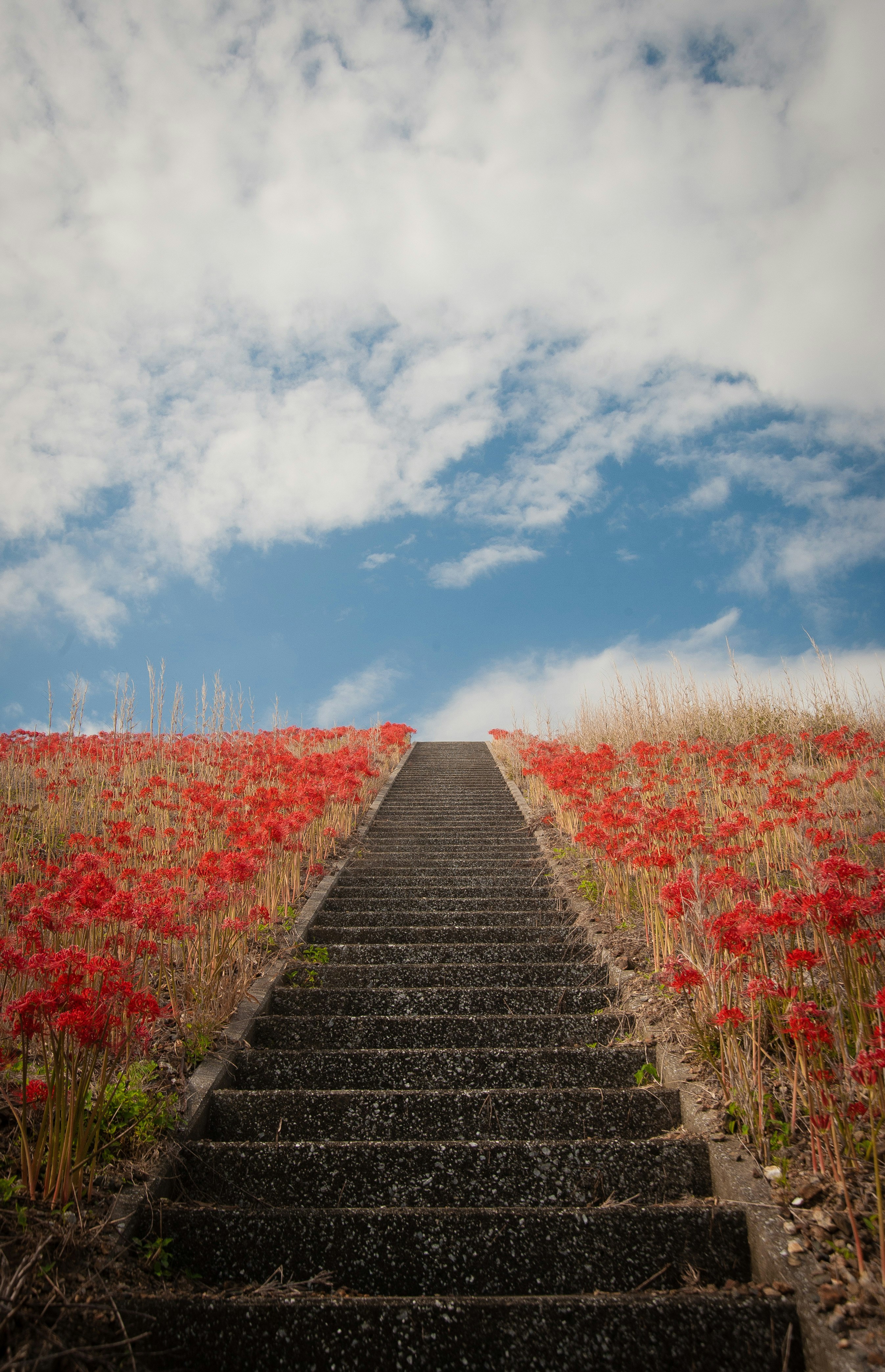 通往天空的階梯與紅色花海