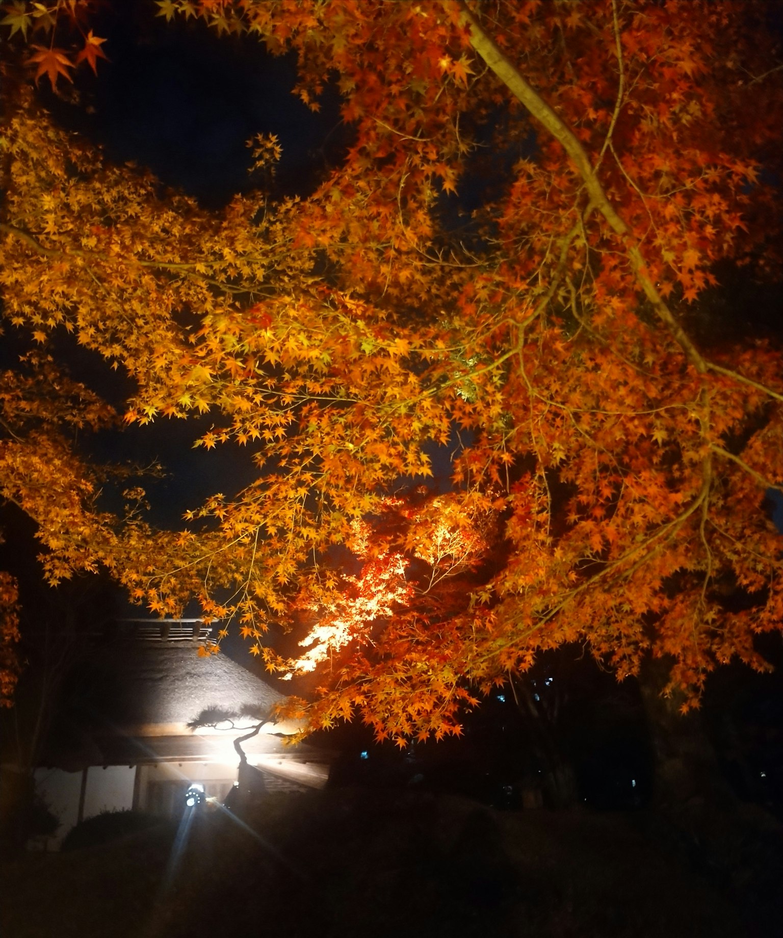夜の紅葉と照明が美しい風景