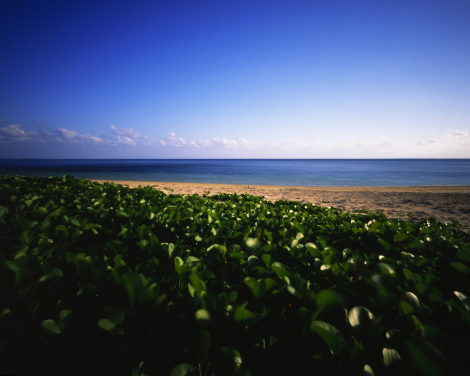ทิวทัศน์ชายหาดที่มีพืชสีเขียวอยู่ด้านหน้าและท้องฟ้าสีฟ้าและทะเลอยู่ด้านหลัง