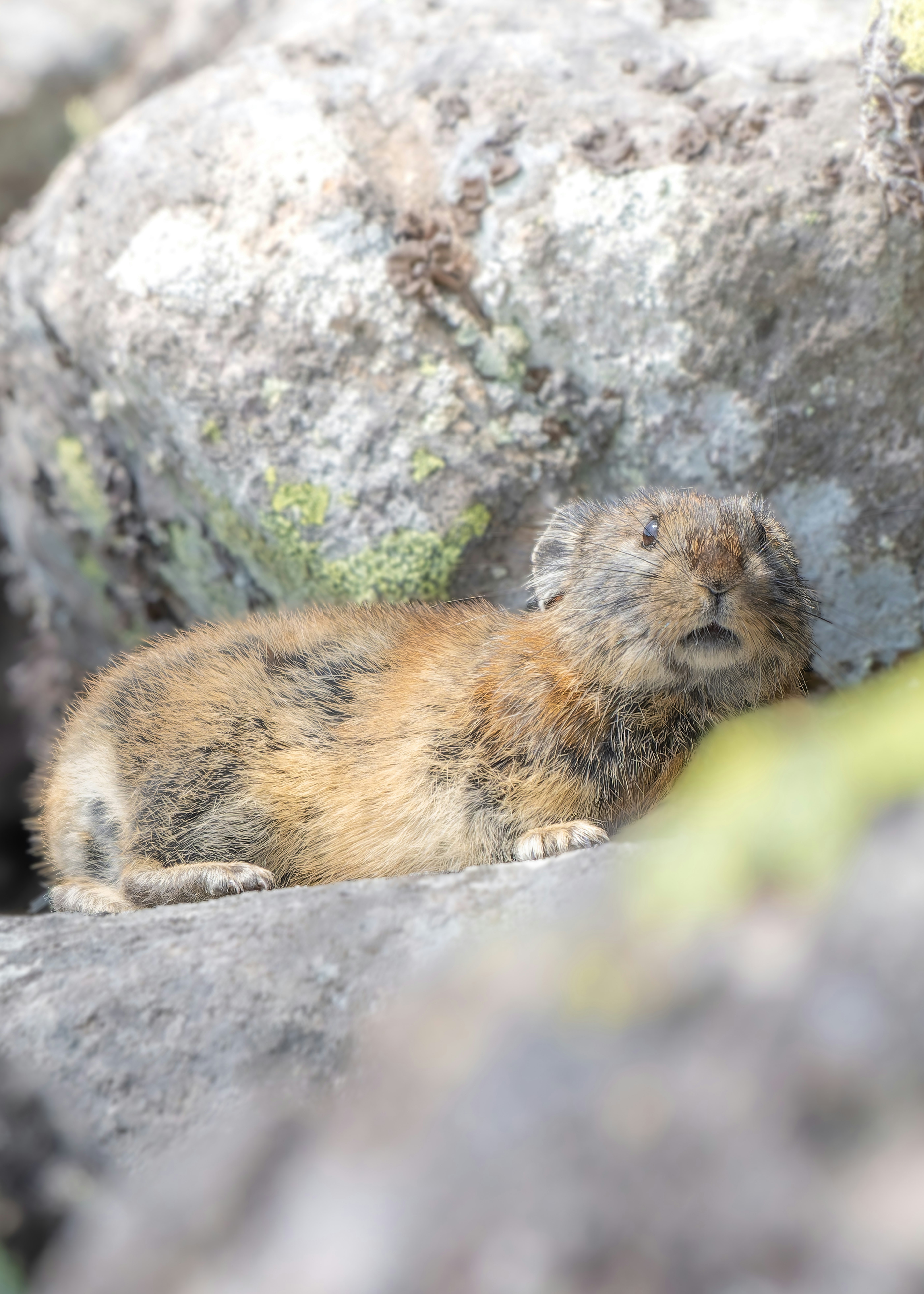 岩の隙間で日向ぼっこするナキウサギ