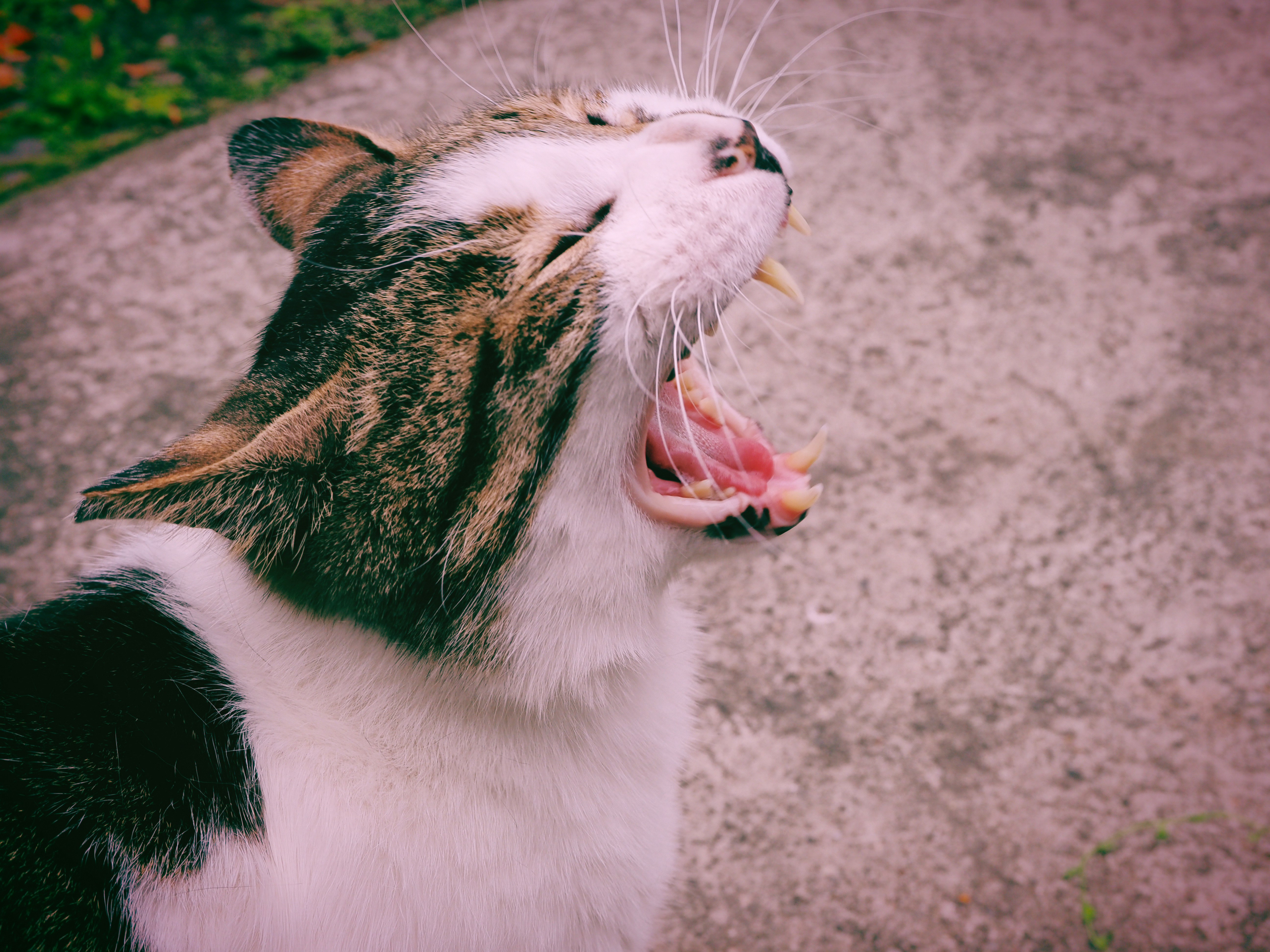 岩の上であくびする猫