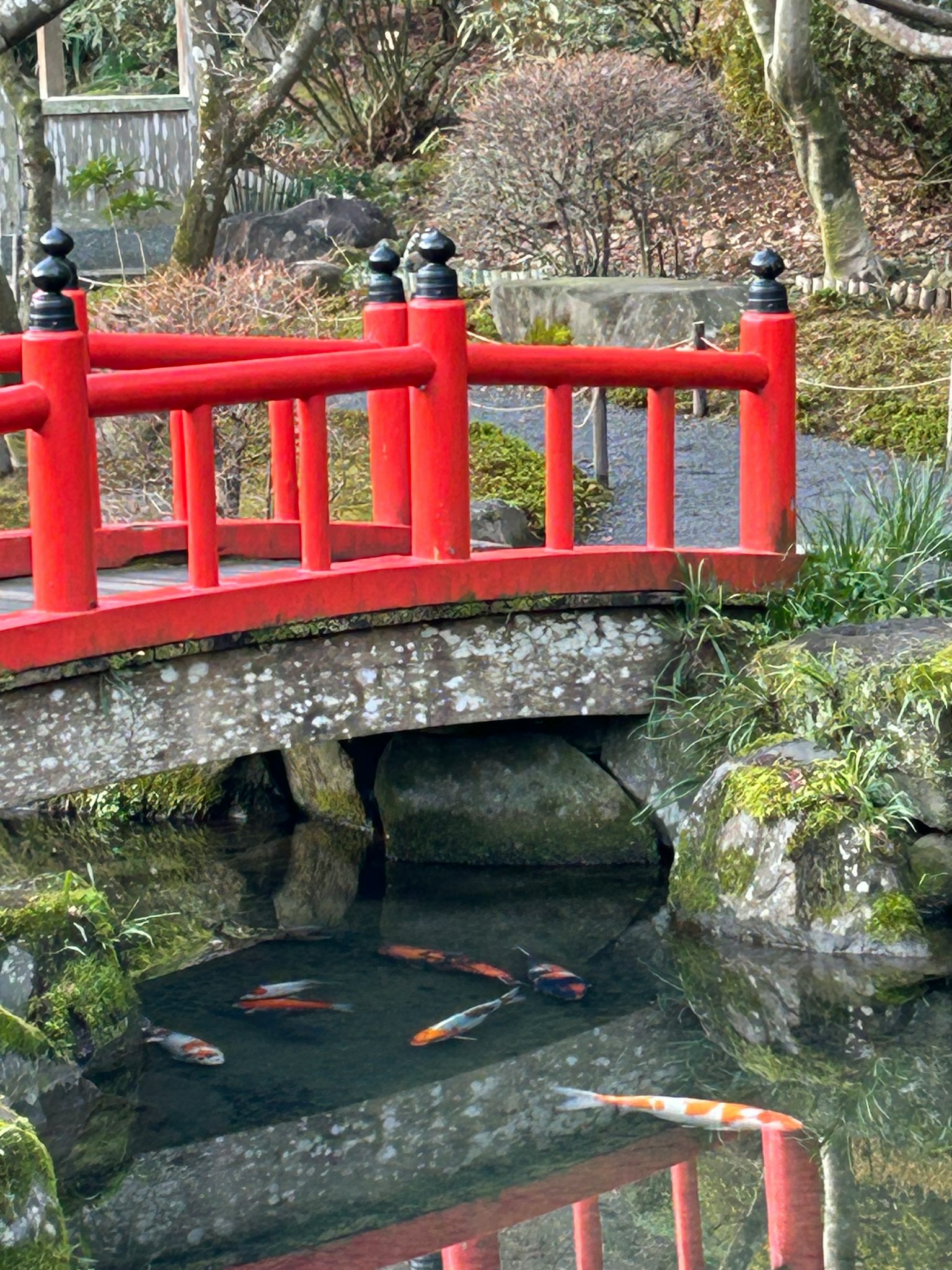 Belle scène de jardin japonais avec un pont rouge et des carpes koi nageant dans l'étang