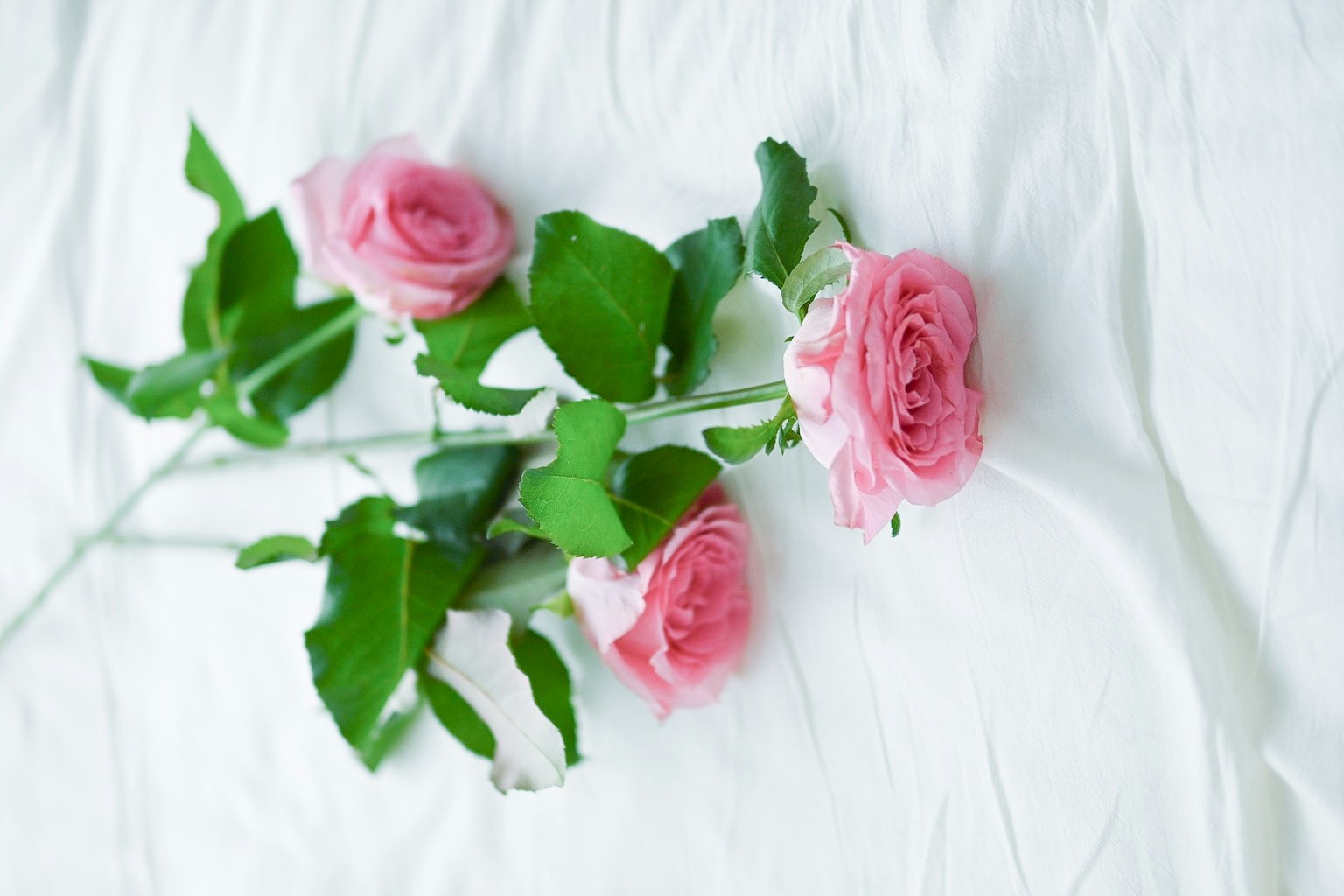 Un bellissimo bouquet di rose rosa pallido su uno sfondo di tessuto bianco
