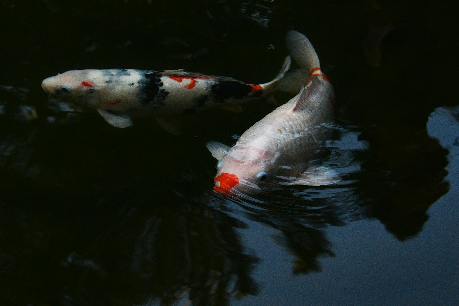 Due pesci koi che nuotano sulla superficie dell'acqua con motivi vivaci su uno sfondo scuro