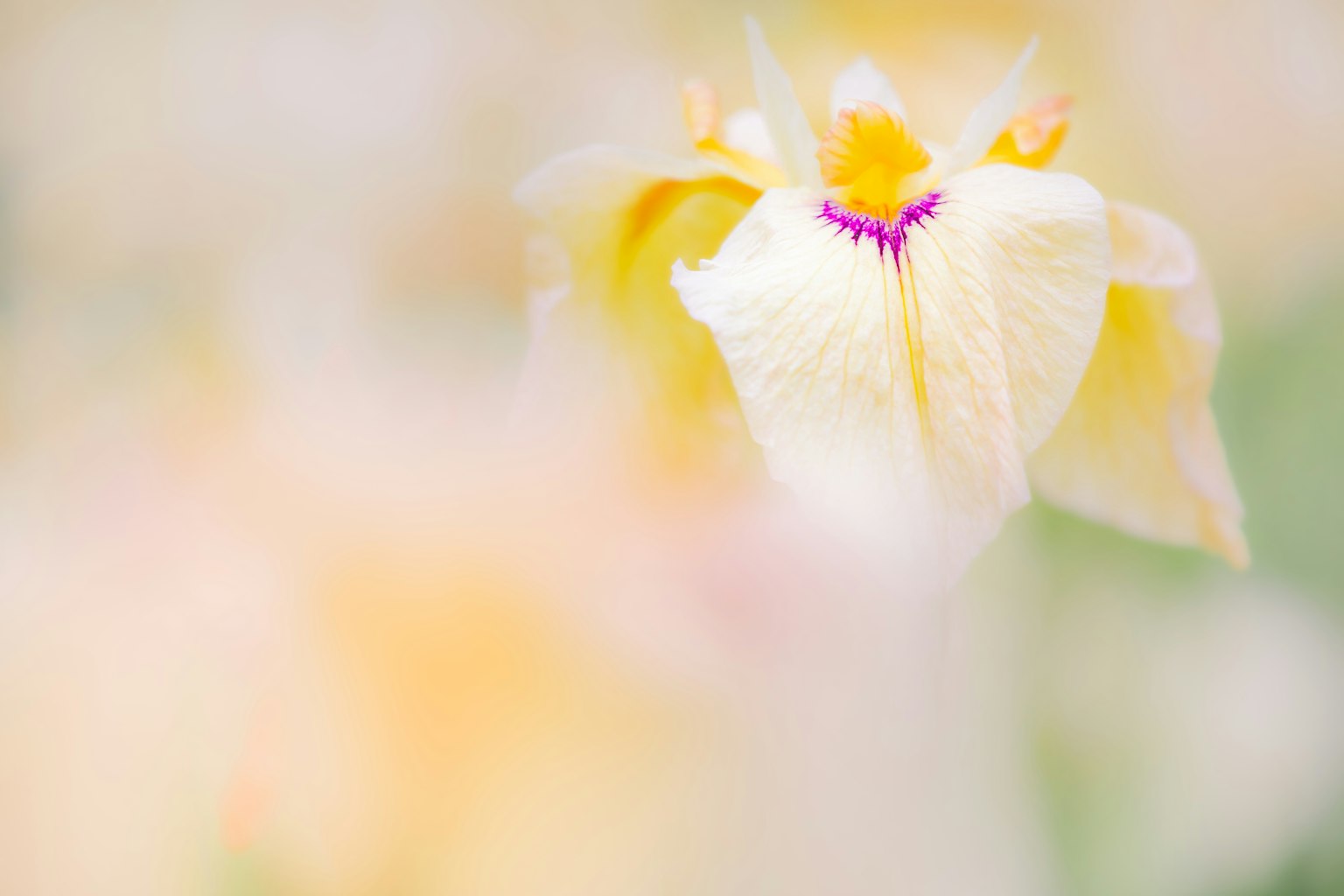 Une délicate fleur jaune pâle avec des détails violets subtils en flou