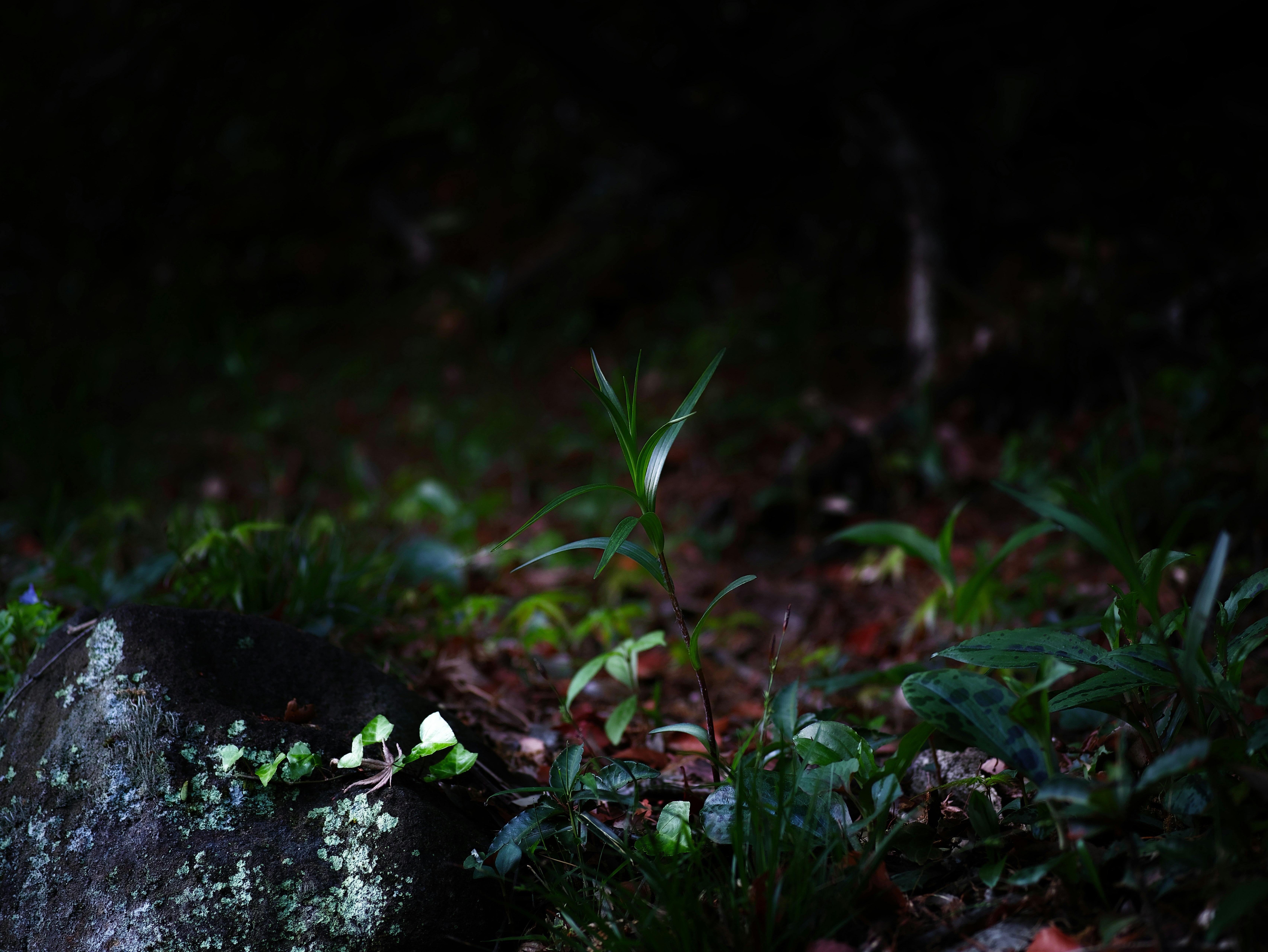 石の縁に生える草花と苔のある小さな自然の景色
