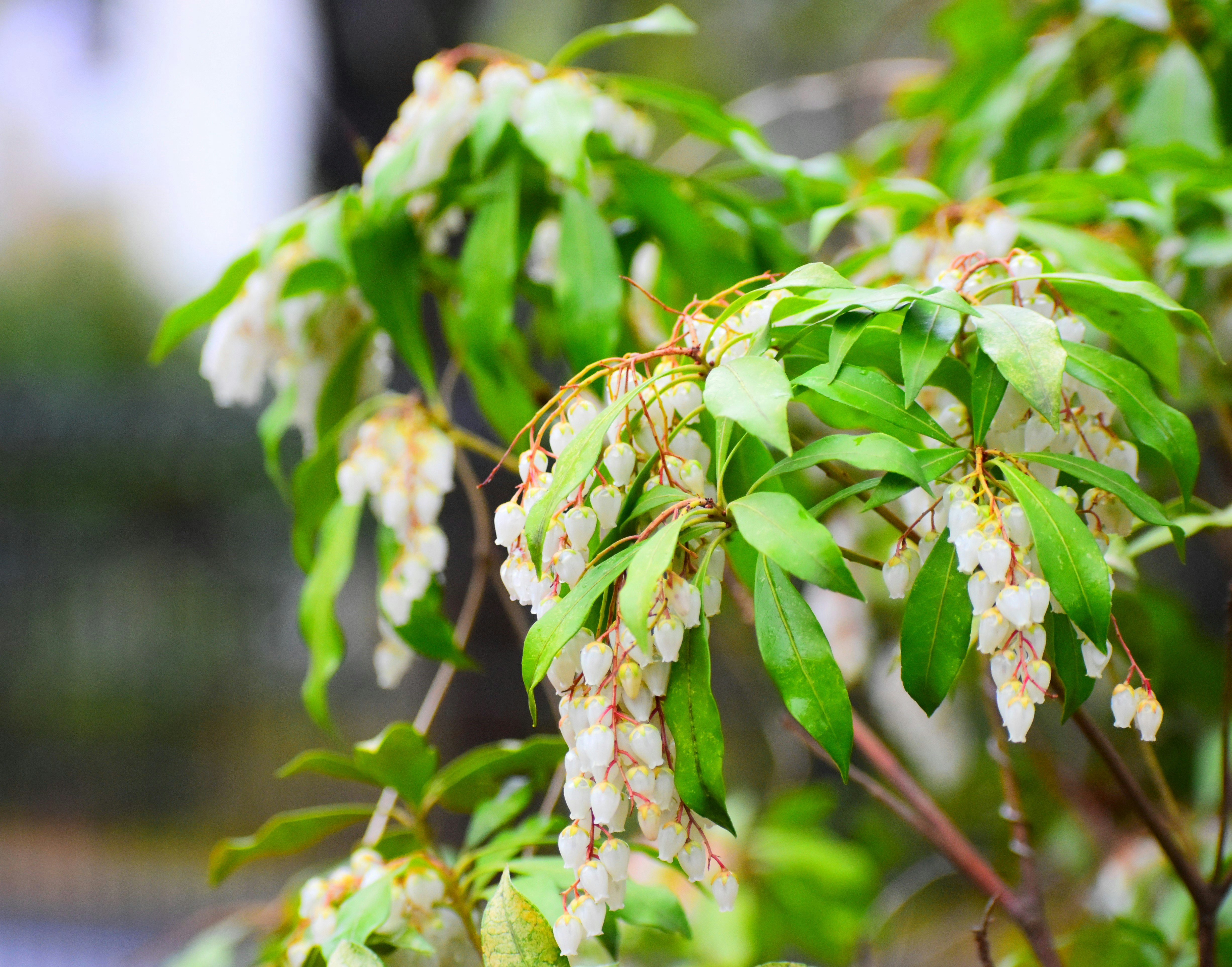馬酔木の花が枝に咲く庭先のアップ