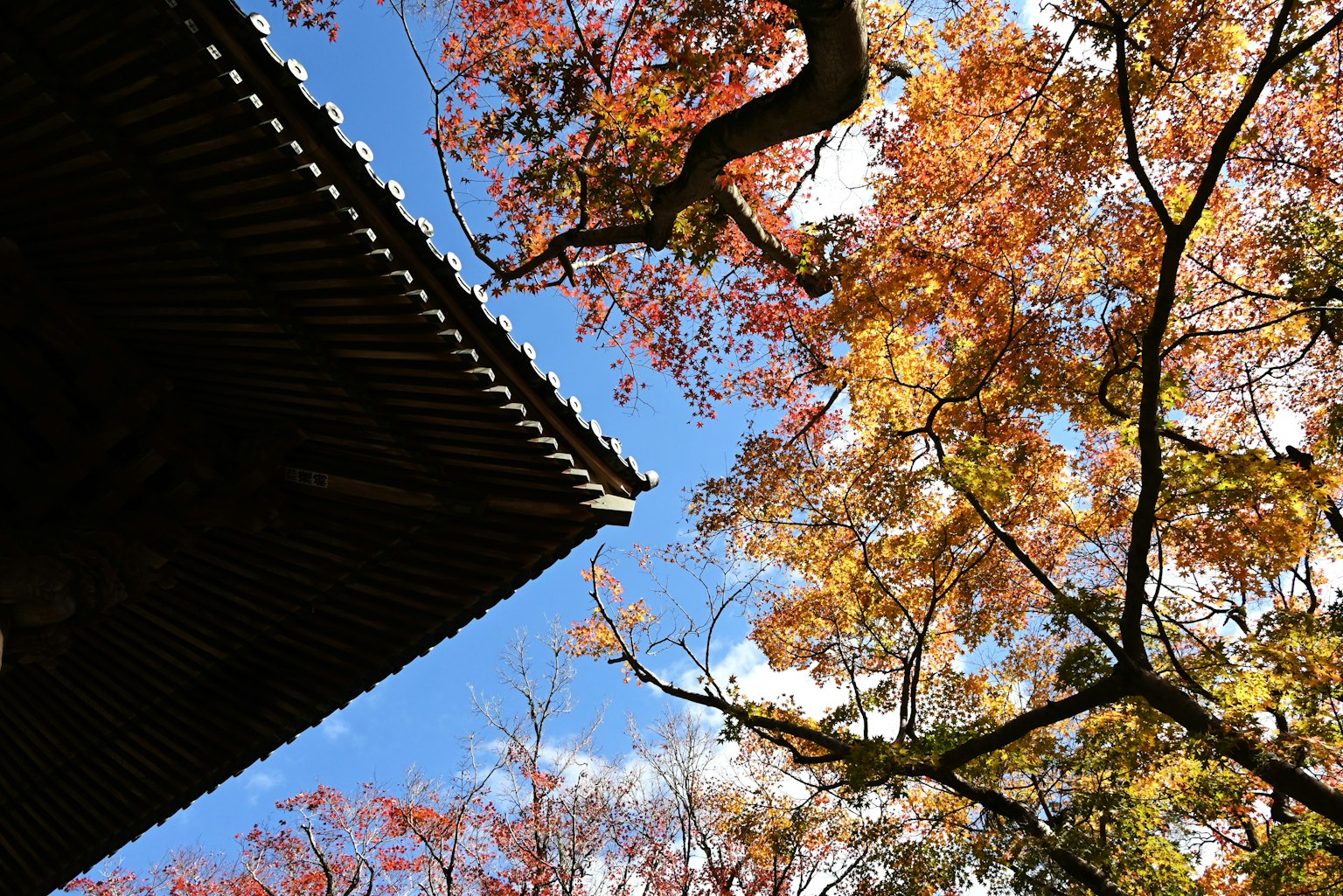 Toit d'un bâtiment traditionnel sous des feuilles d'automne vibrantes et un ciel bleu