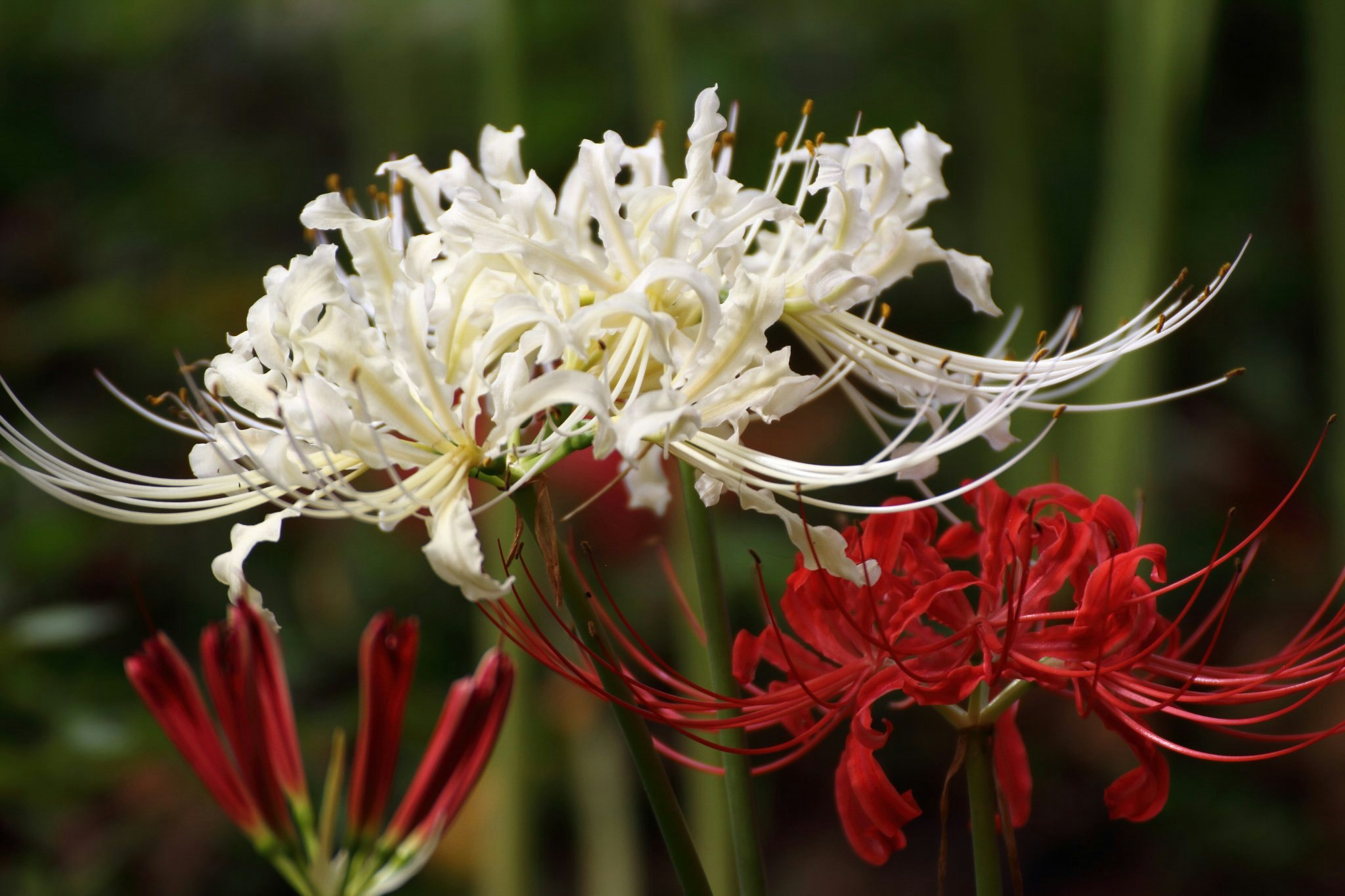 紅白の彼岸花（曼珠沙華）のクローズアップ画像