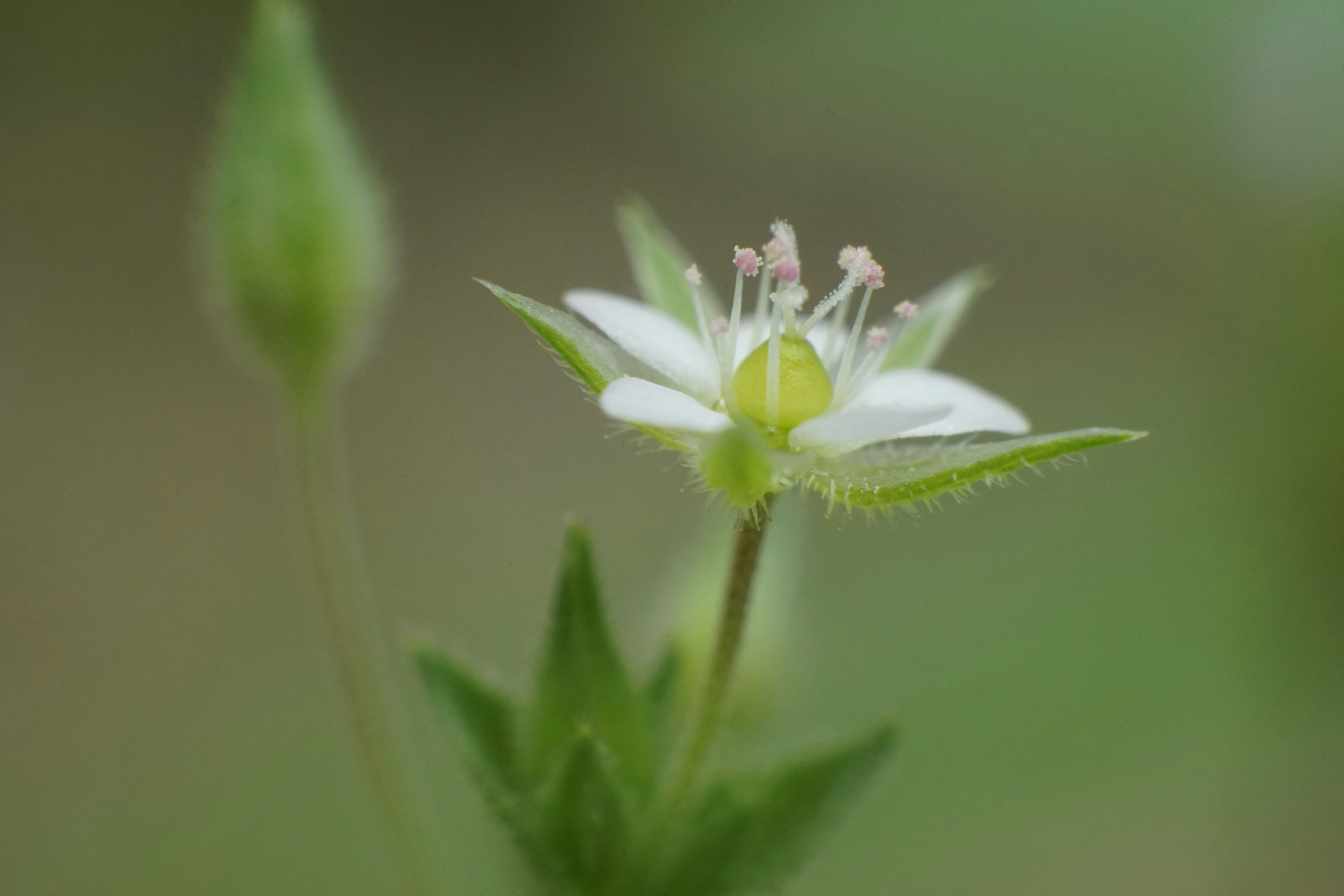 沙參葉砂草（Arenaria serpyllifolia）的白色花朵與葉片