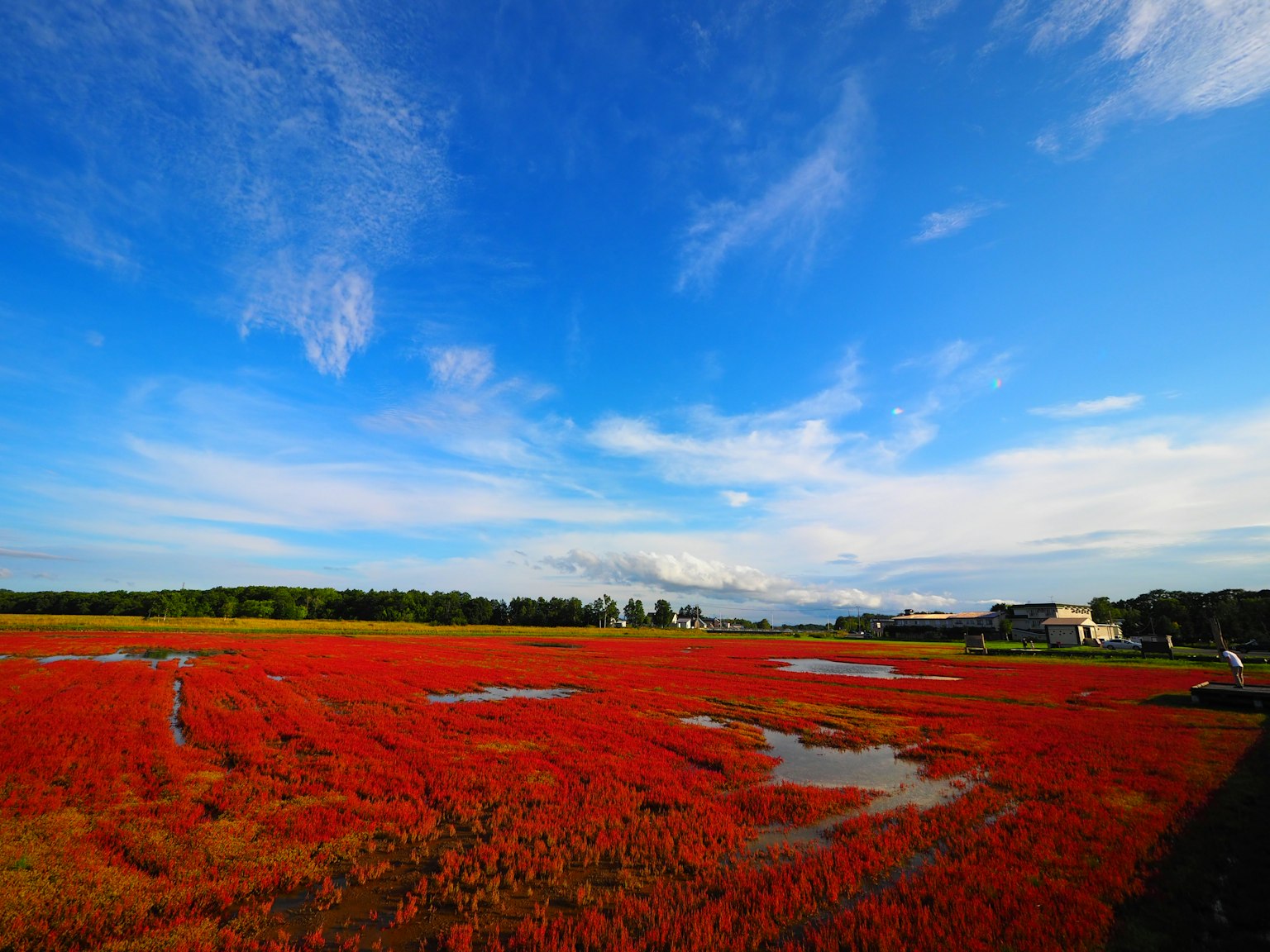 Paesaggio con cielo blu e campo rosso